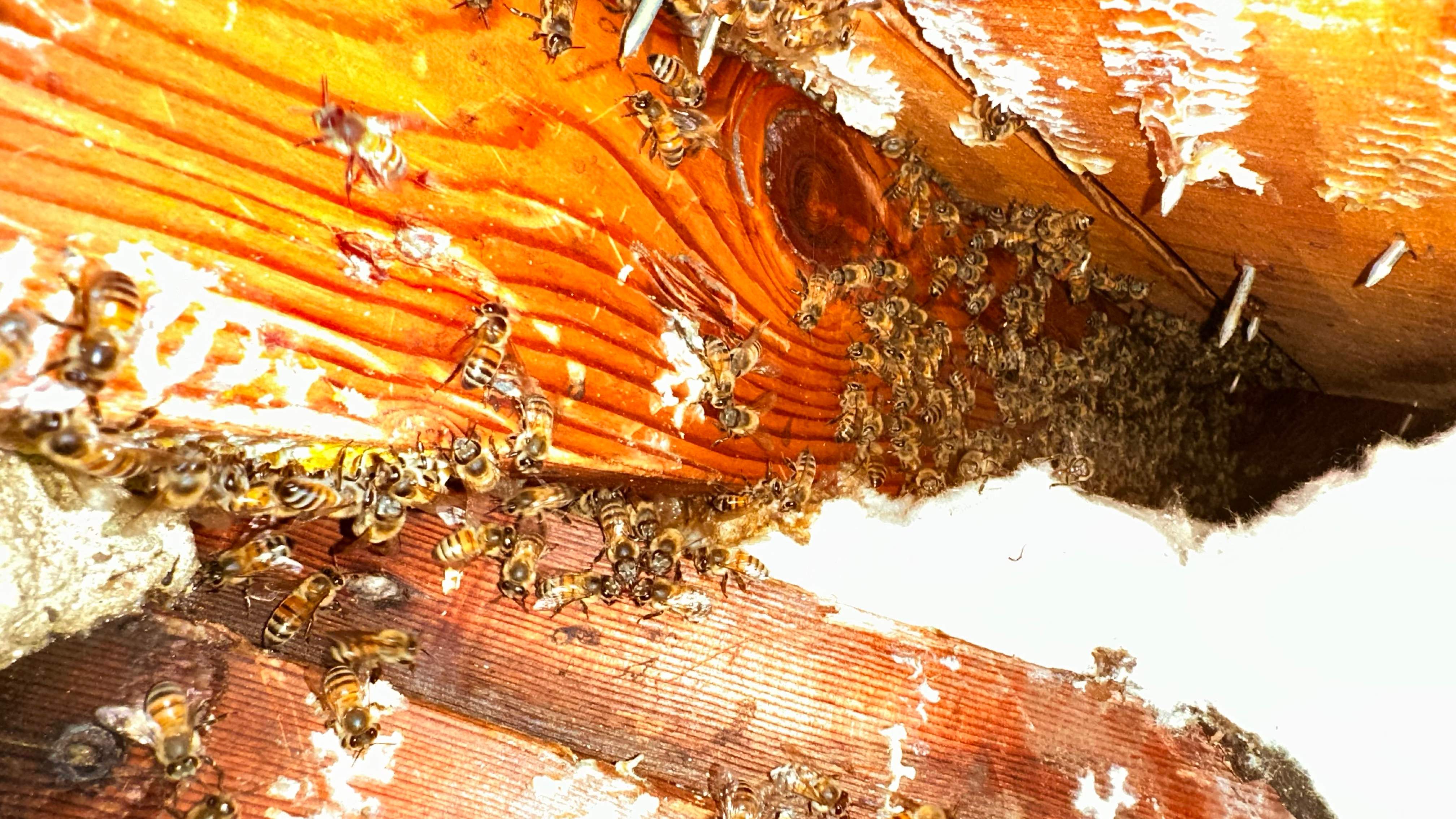 Golf Couse by Rockwall Honey Bee Company