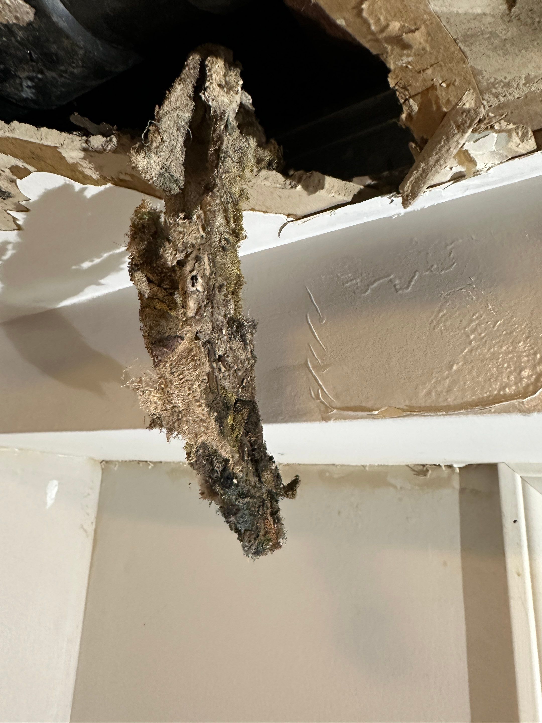 Basement Mold Remediation by Home Guarantee, LLC