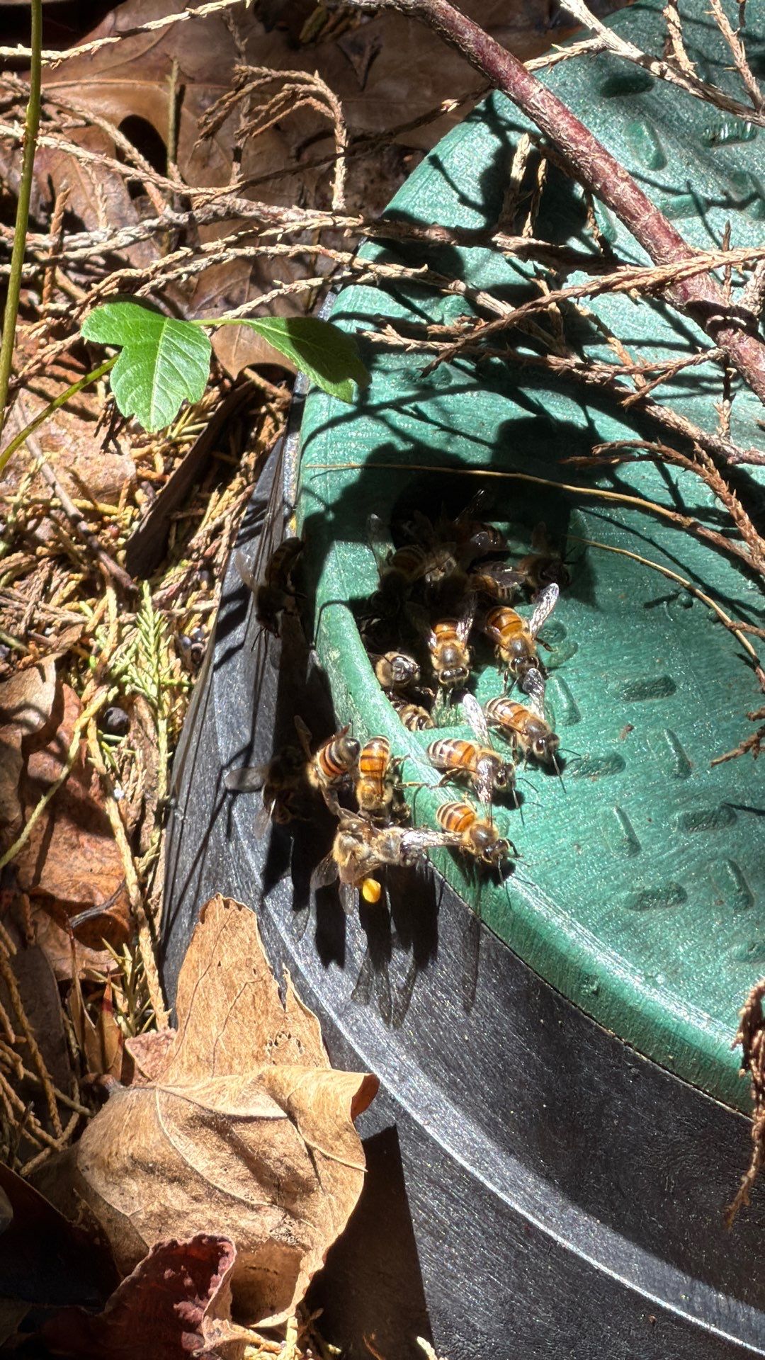 Mossy Mystery Bees by Rockwall Honey Bee Company