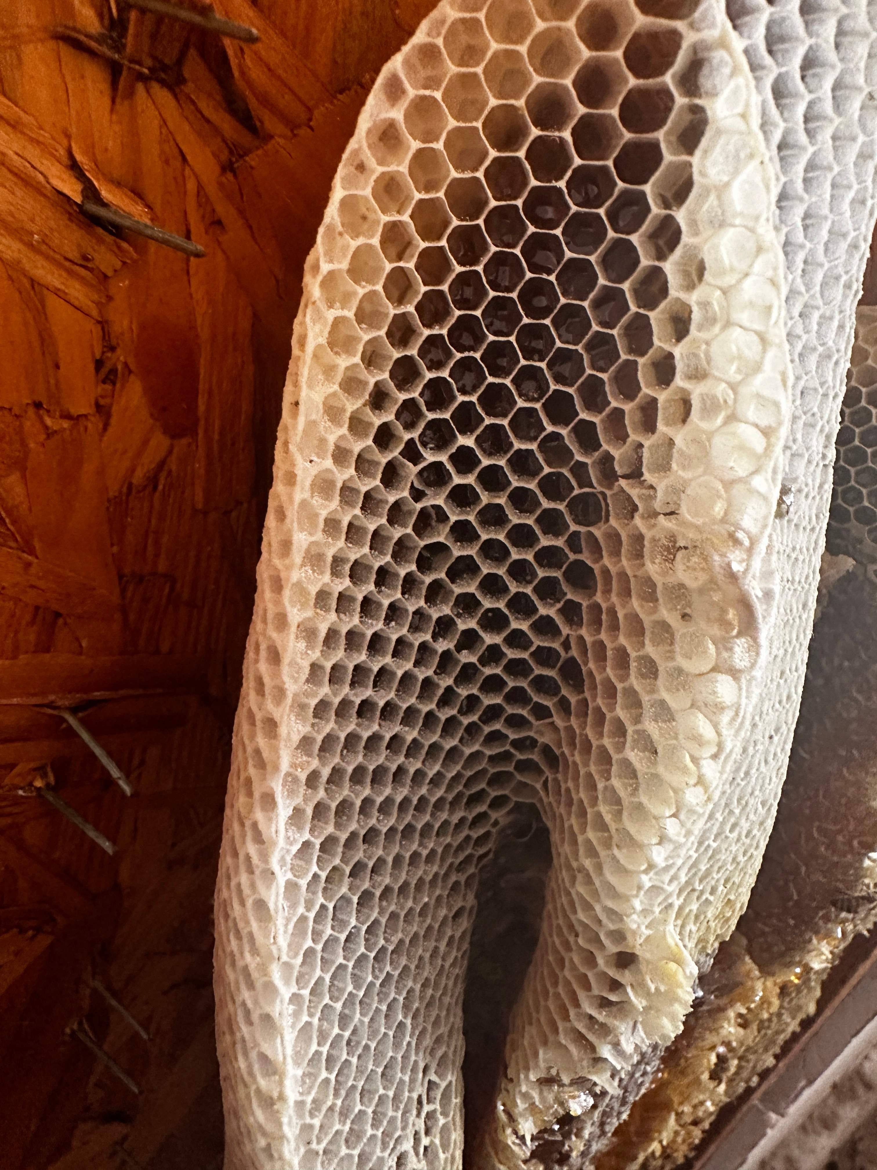 Beautiful Fresh Comb by Rockwall Honey Bee Company