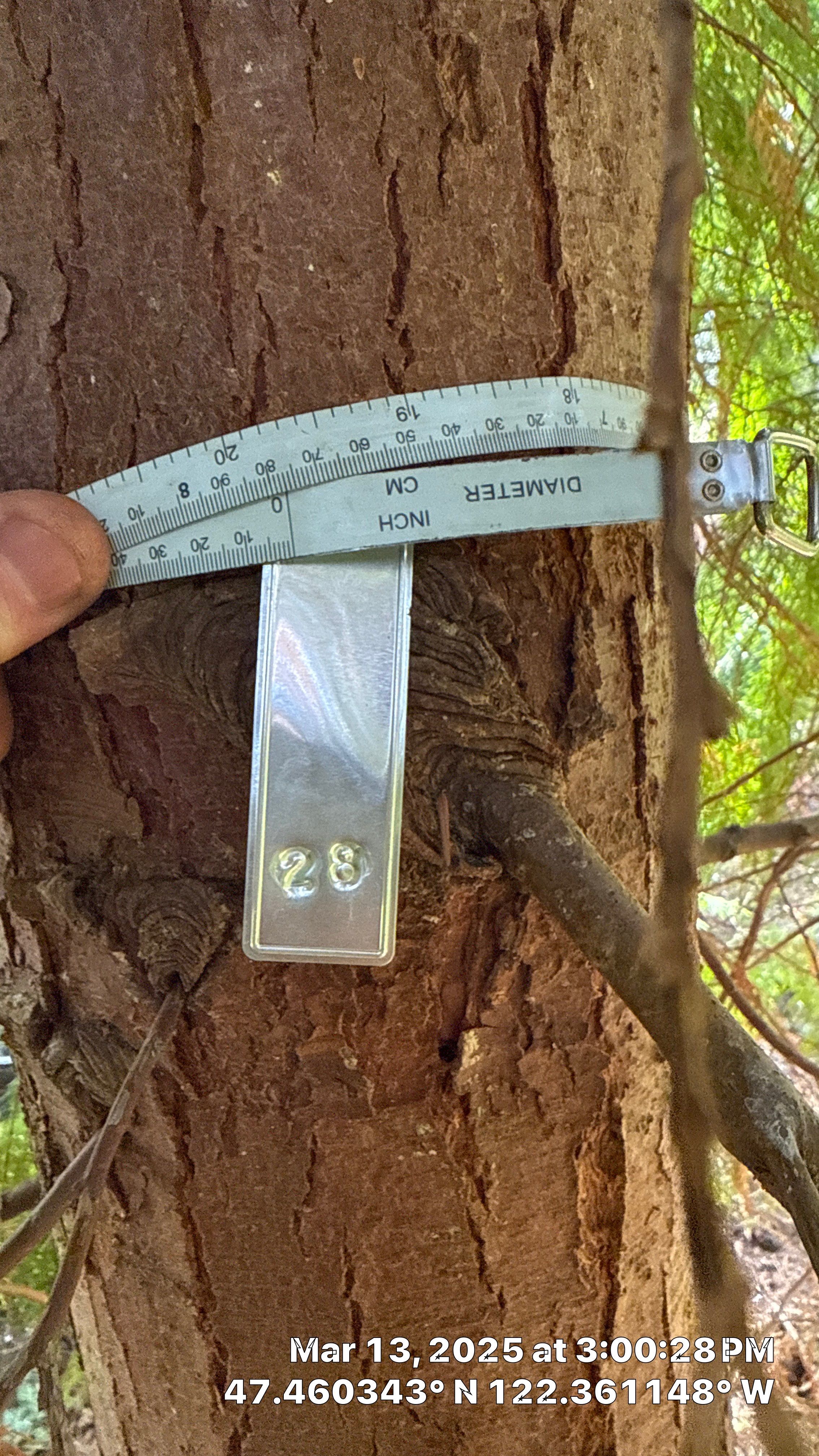 π Arborist Reporting & Tree Surveying β Code Compliance Project by Sound Tree Care LLC