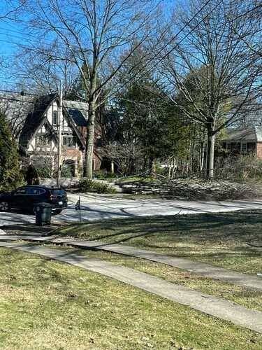 Tree Removal using Tree Removal by Mike Jones & Sons Tree Service LLC 