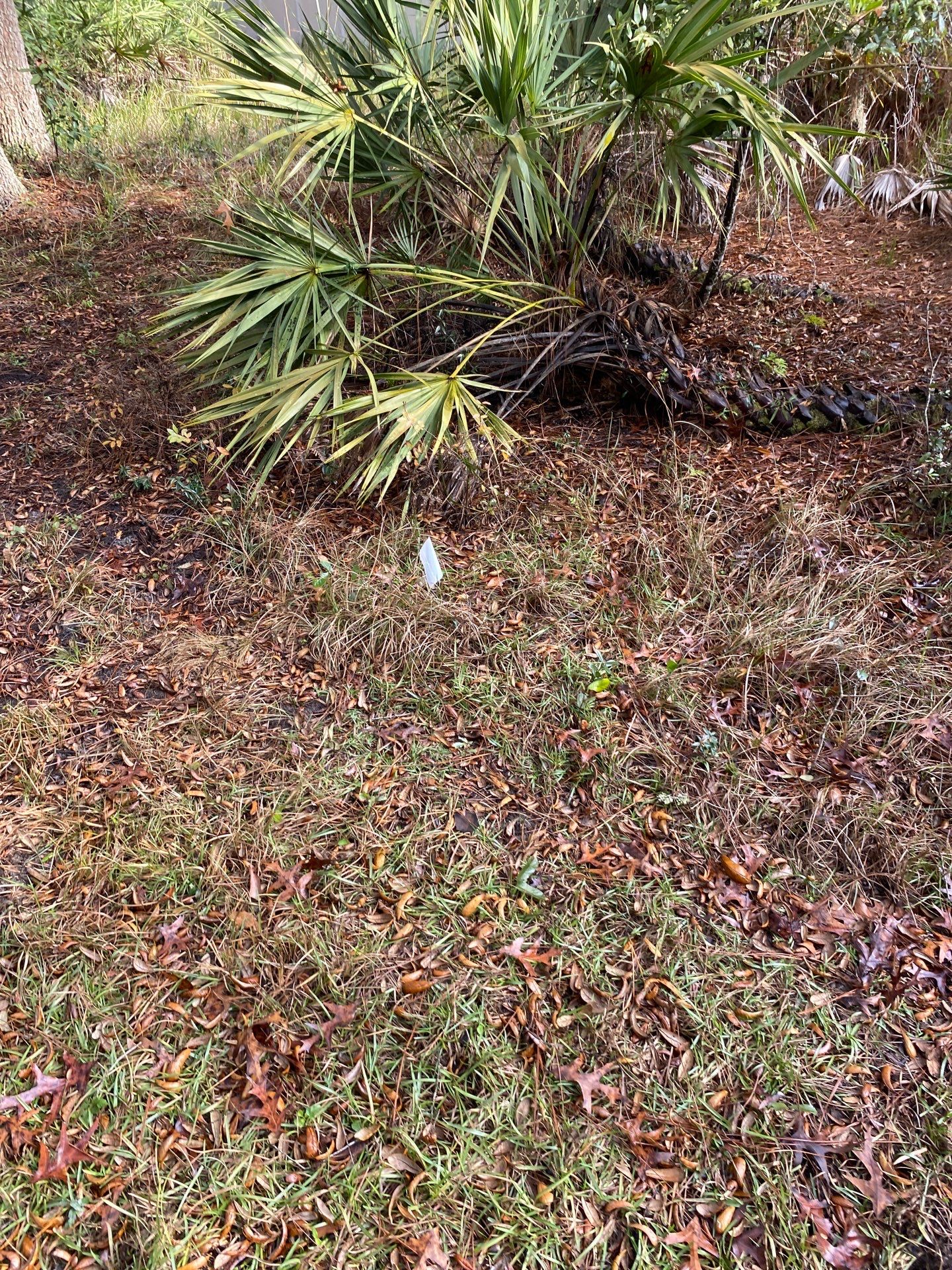 Deerwood Resident | Tree Installation by ProGreen Services