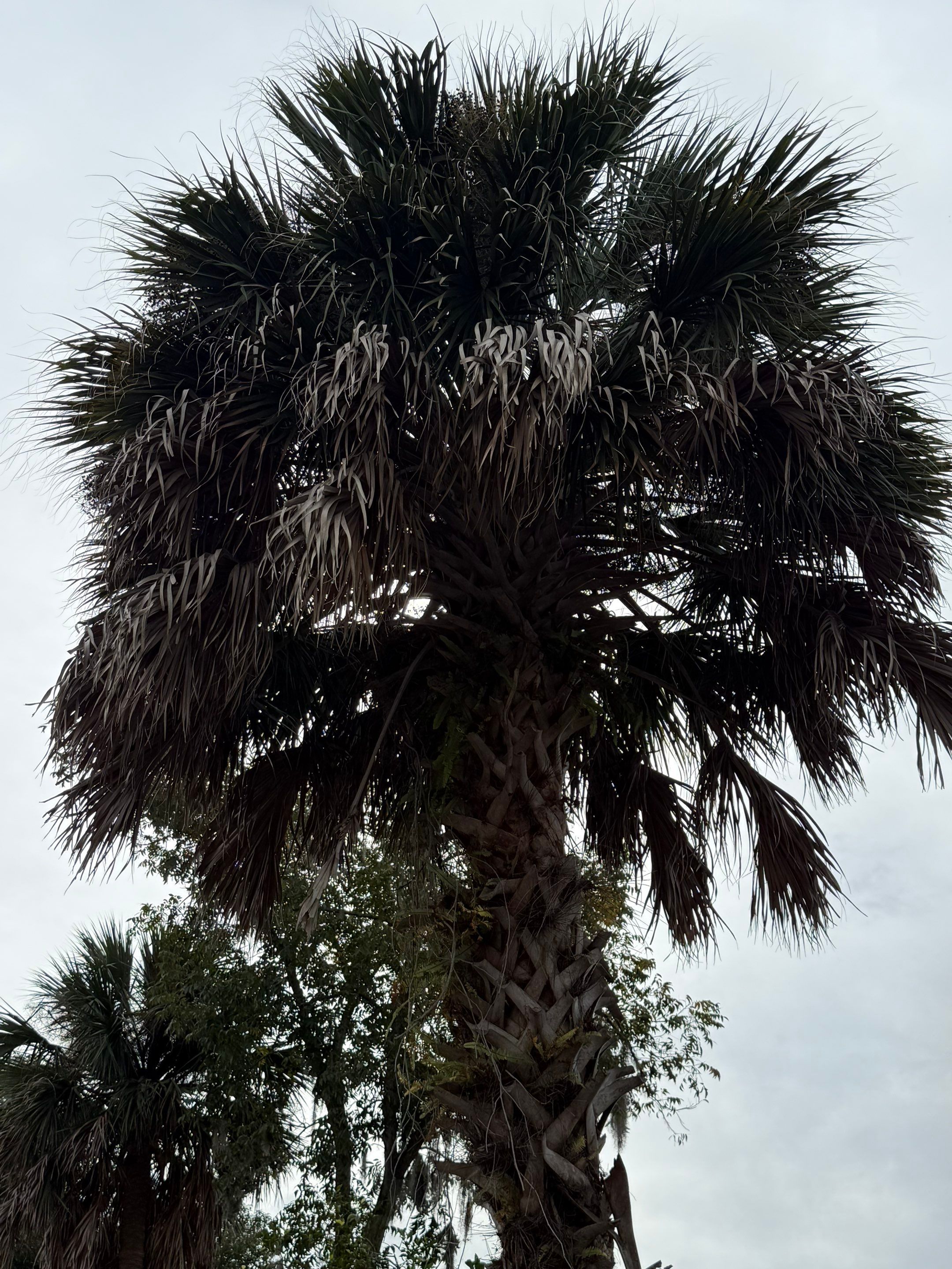 Volunteer Work | Episcopal High School of Jacksonville by ProGreen Services