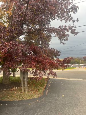 Tree Trimming using Akron Oh