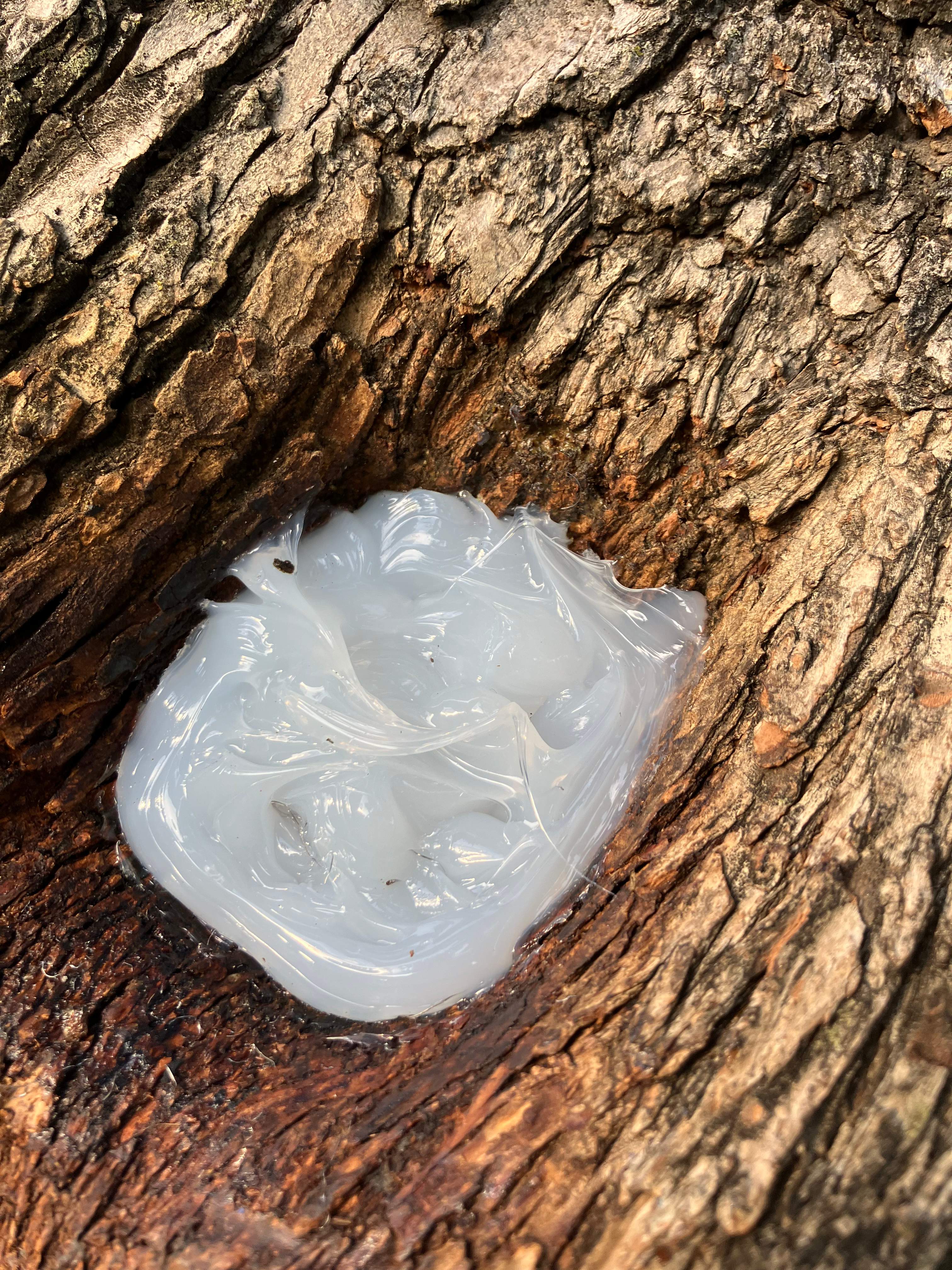 Favorite Tree Job by Rockwall Honey Bee Company