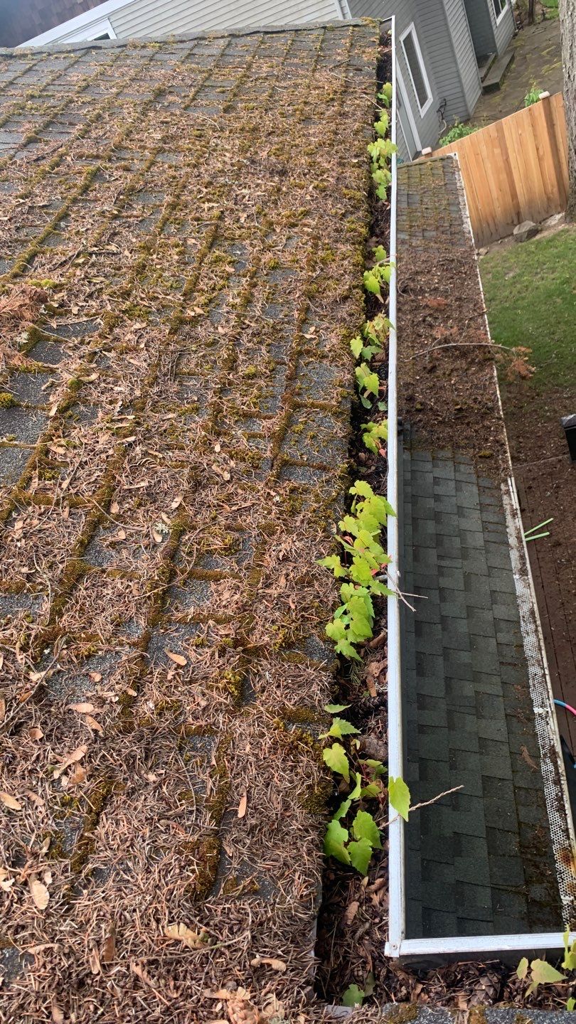 Softwashed in many Years back, and organic regrowth significant by DawnSky LLC