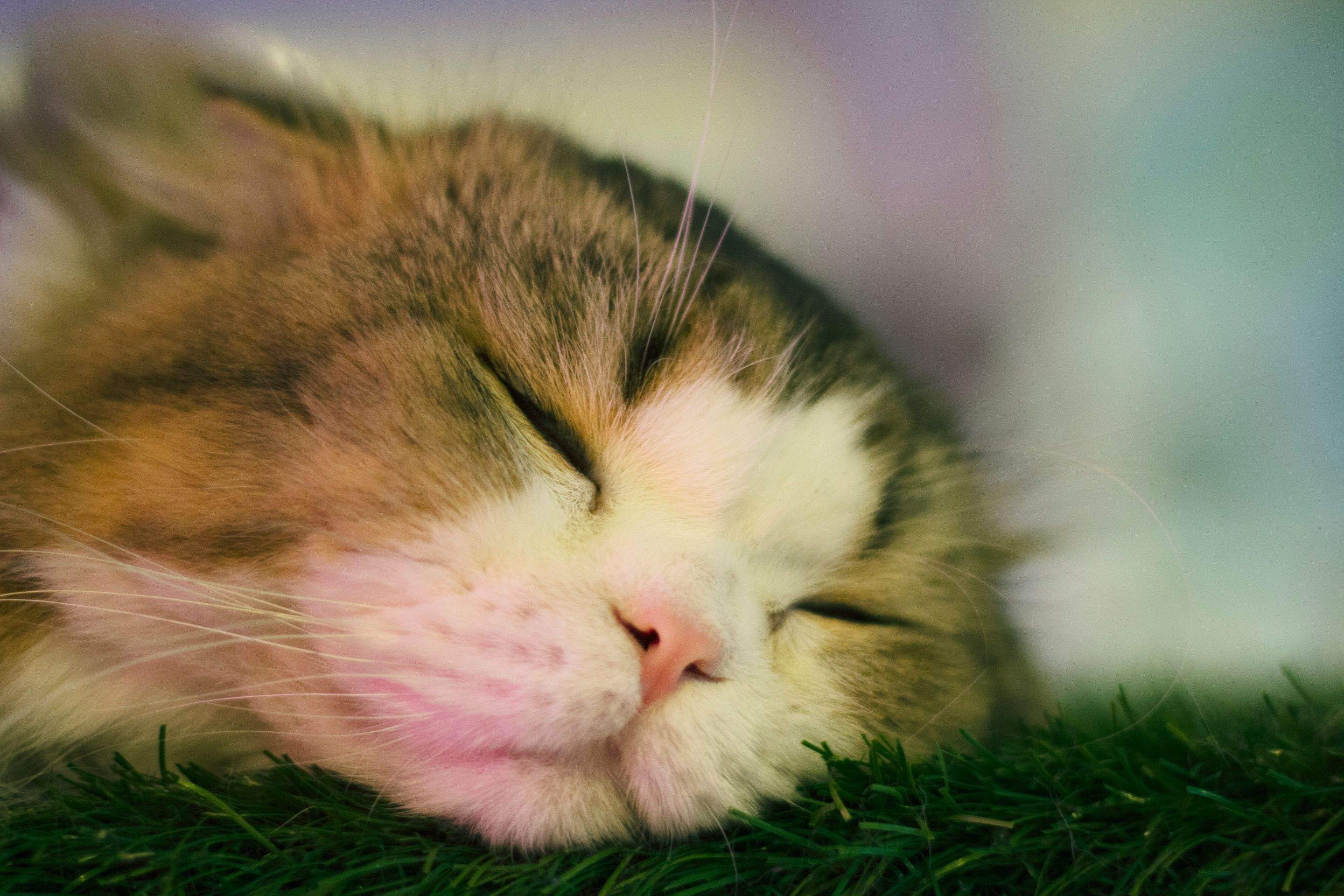 Kittens! by CompanyCam