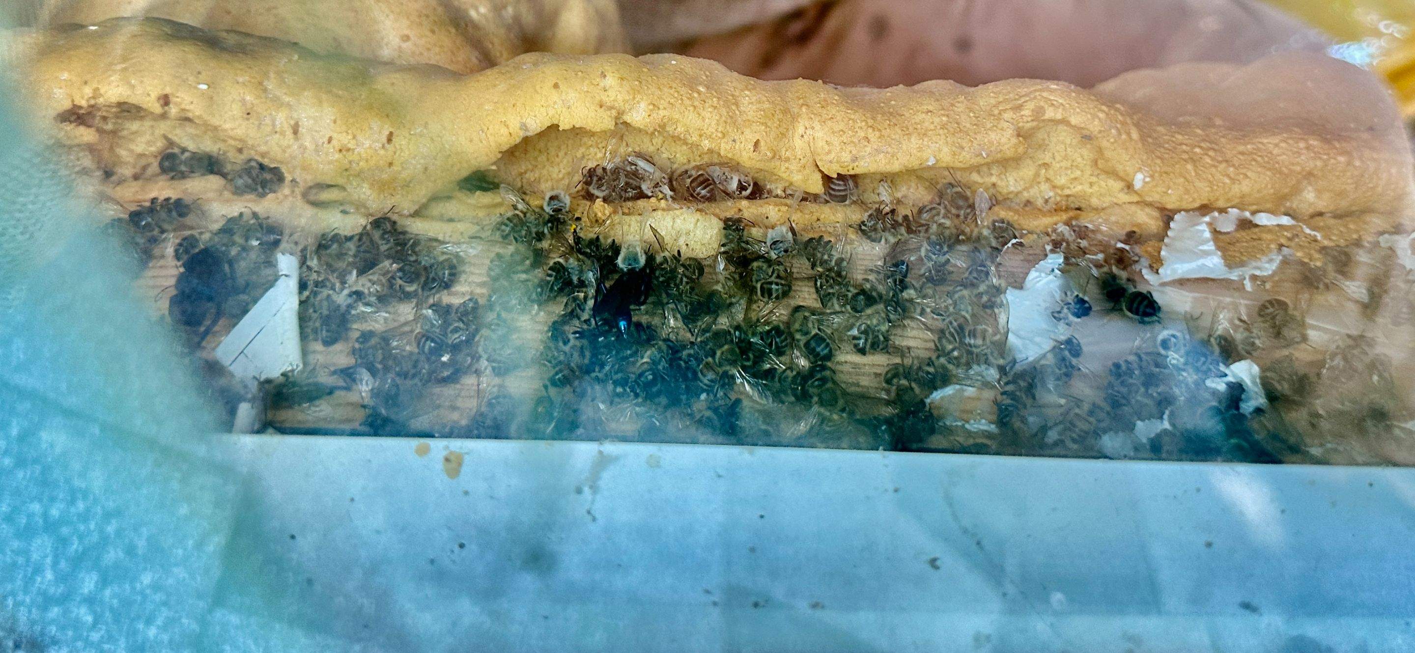 Happy Birthday! by Rockwall Honey Bee Company