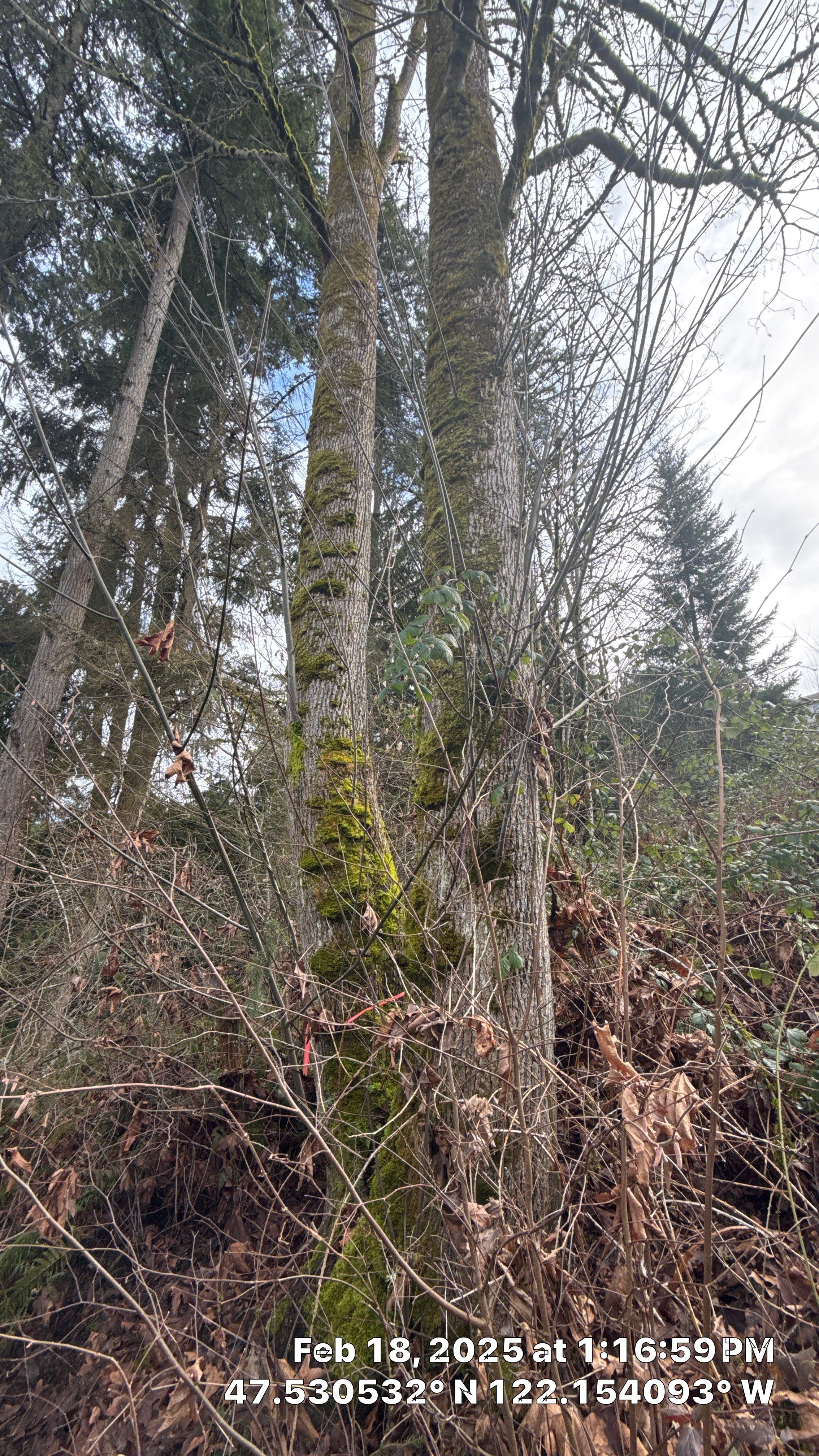 🌲 Newcastle HOA Arborist Report by Sound Tree Care LLC