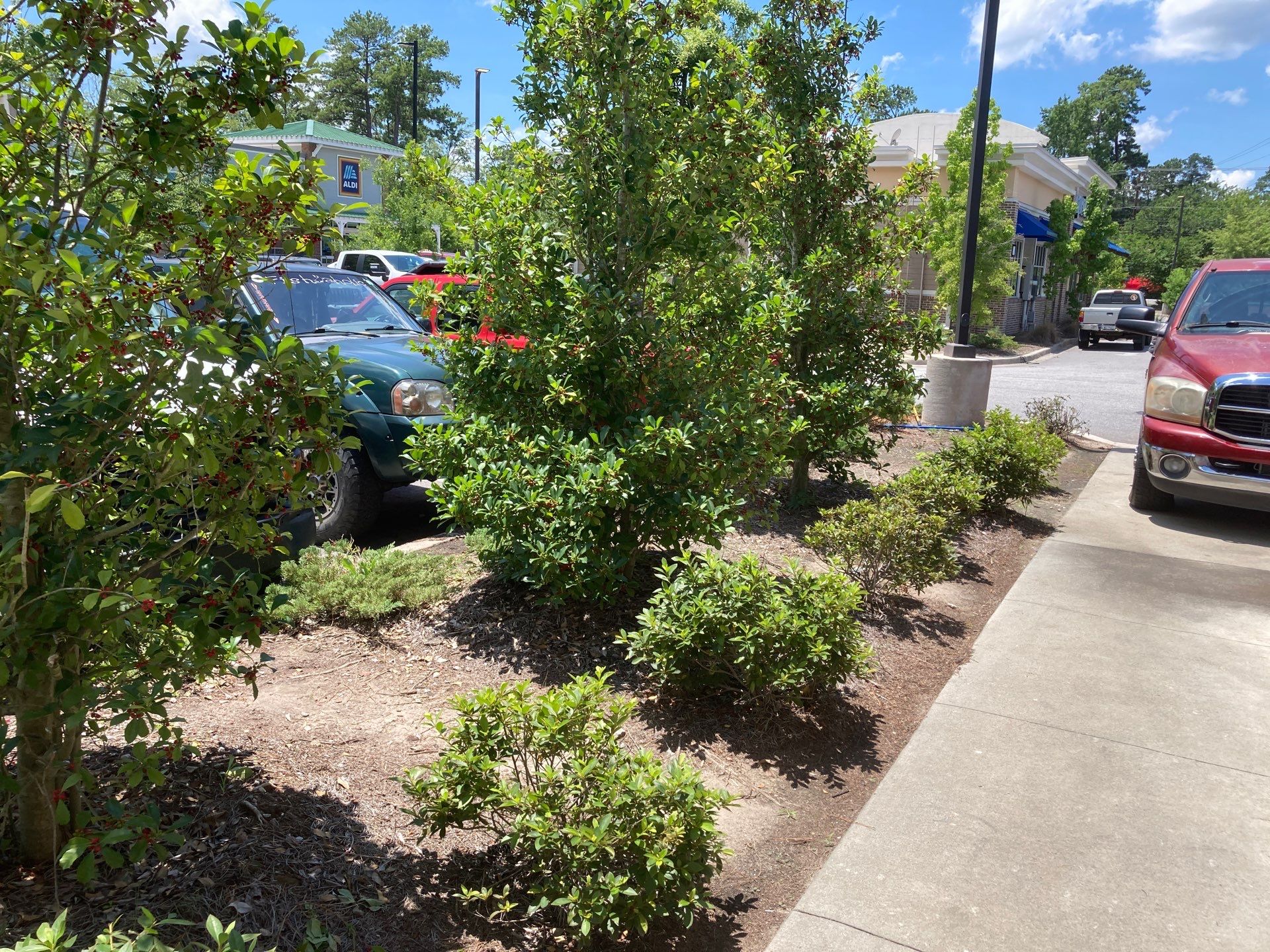 Hedge Trimming - Express Oil Summerville by Hudson Bros Lawn Care LLC