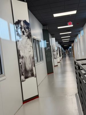 Royal Canine - Floor Renovation