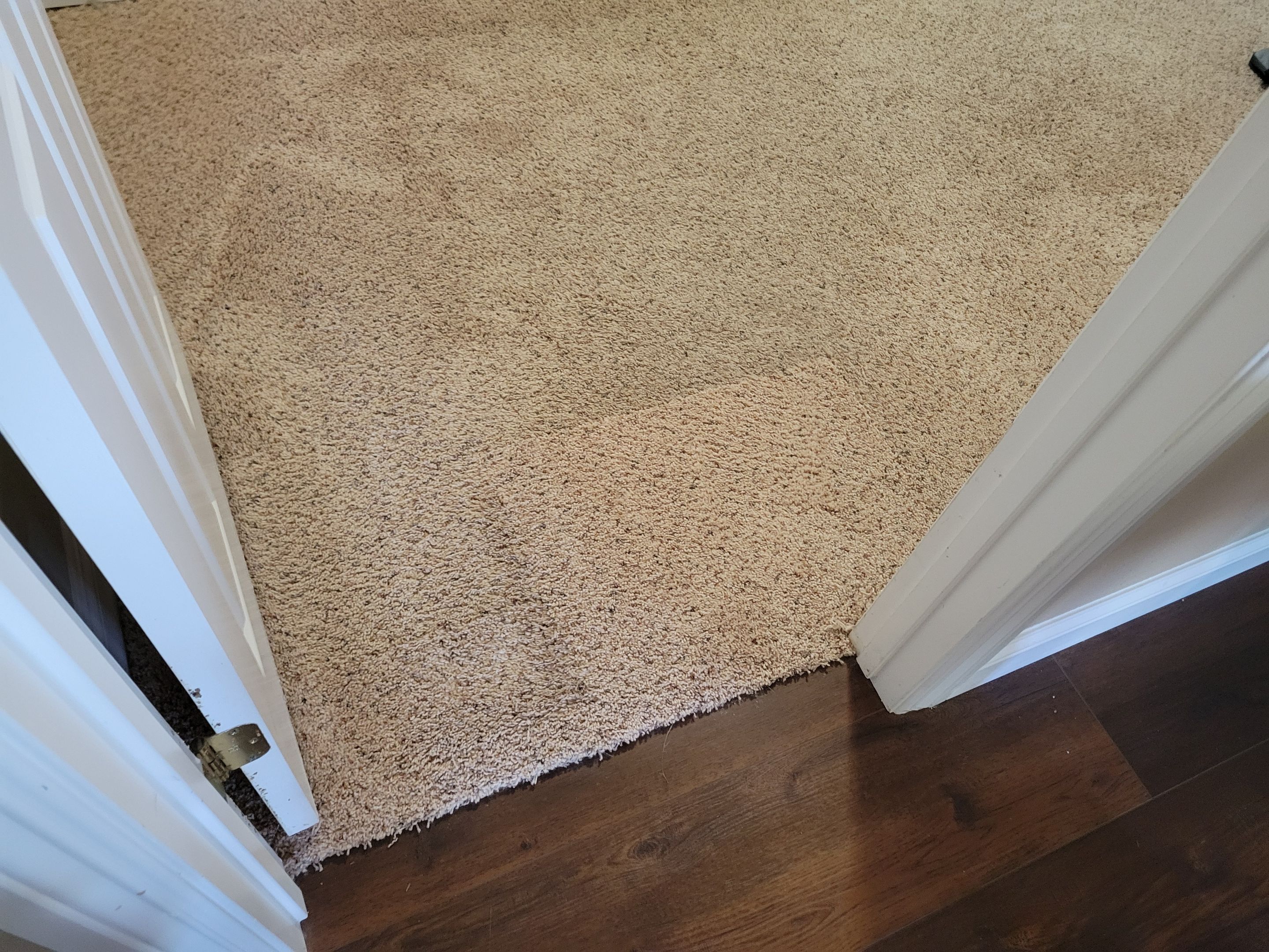 Bonded Inserts for Dog Damage by Ardent Carpet Restore LLC