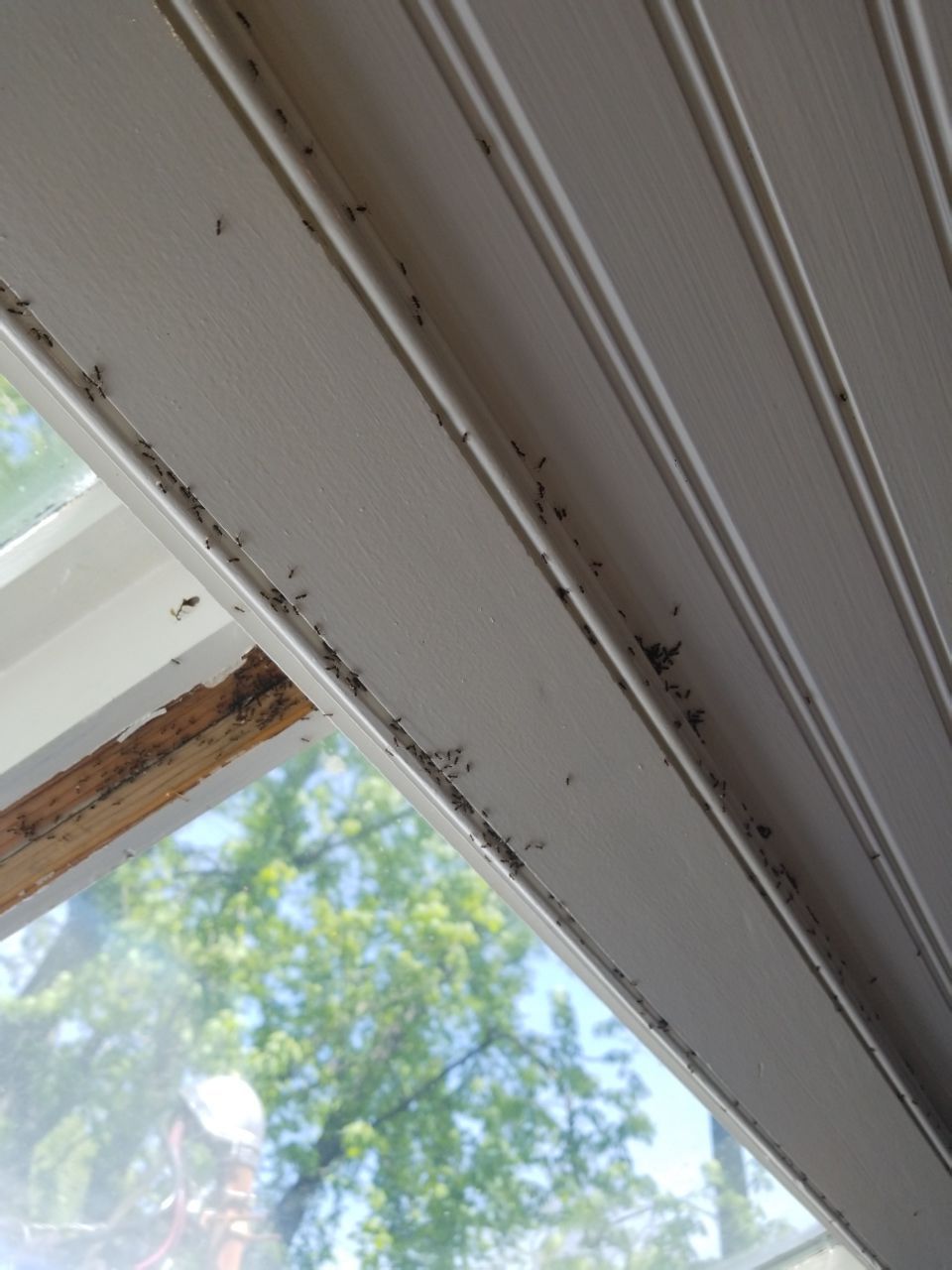 Skylight and Gutter Replacement by American Home Contractors