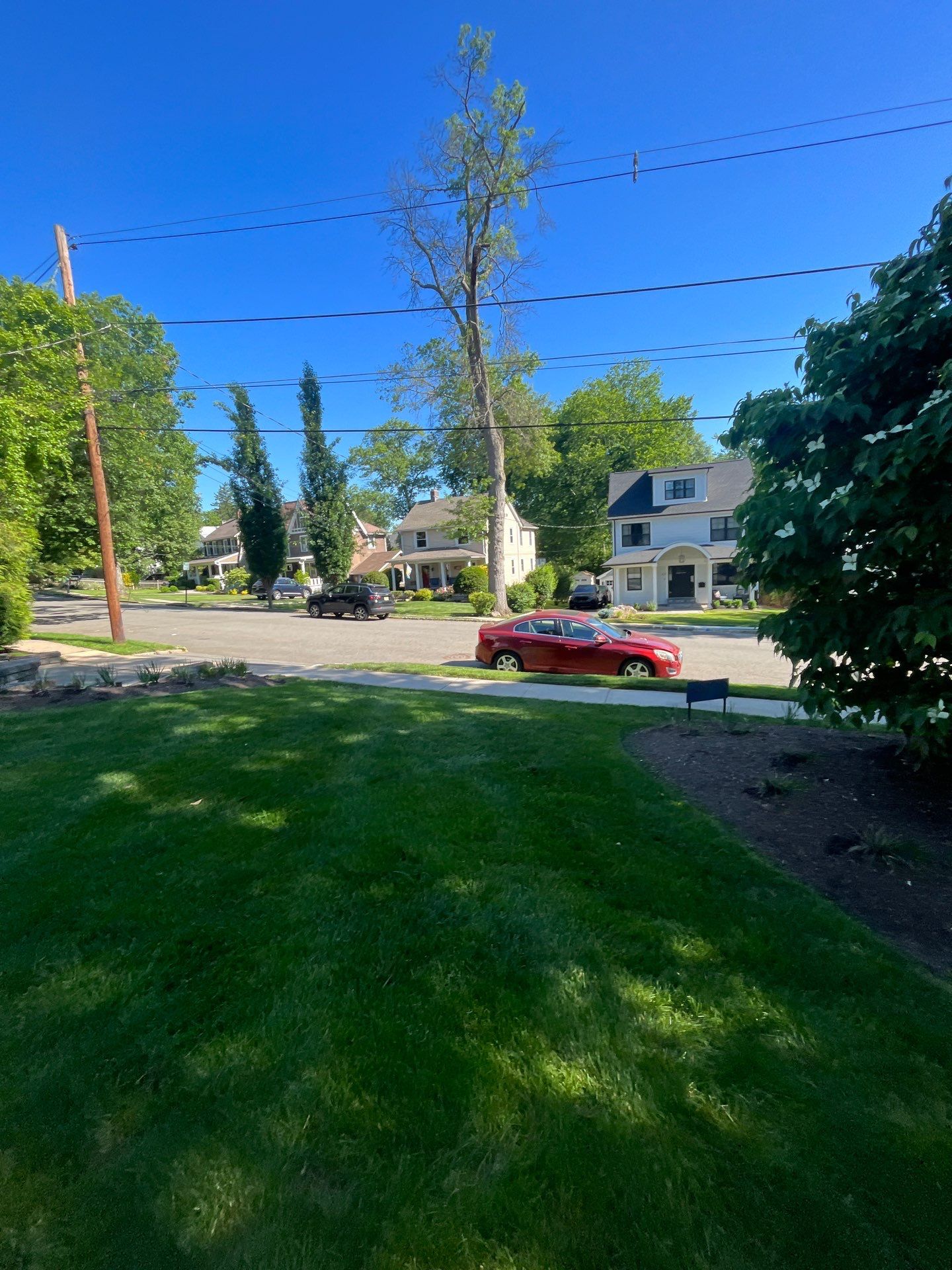 Comprehensive Lawn Care and Aeration and Seeding in Chatham by Ants Plants