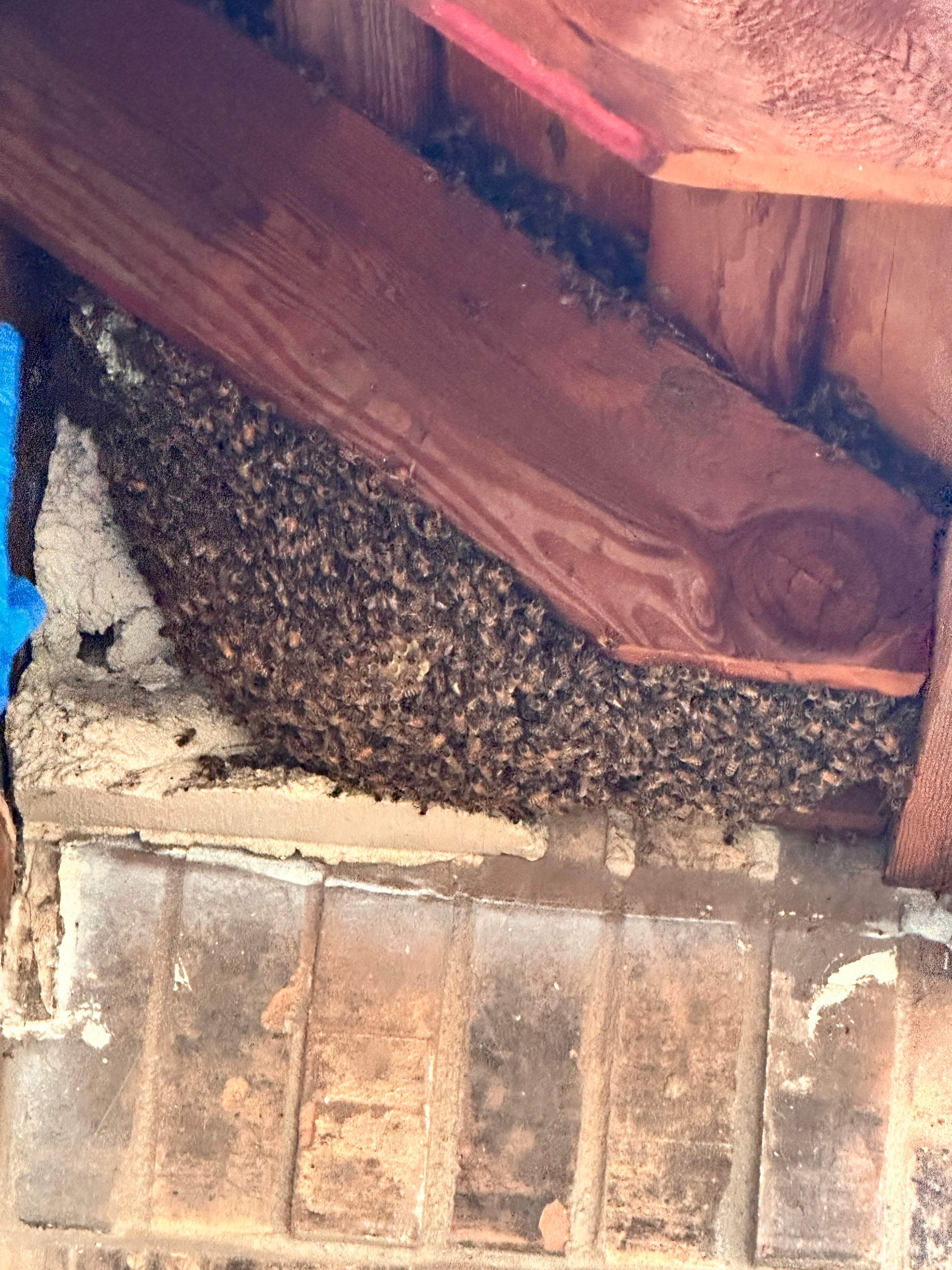 Yes, Professor. by Rockwall Honey Bee Company