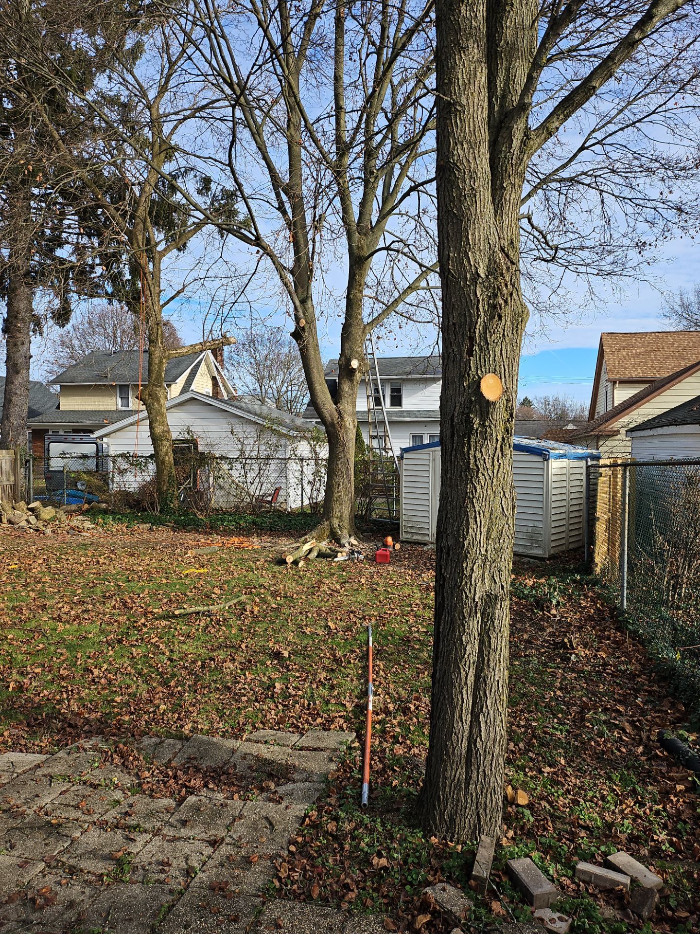 Tree Trimming using Tree Pruing by Mike Jones & Sons Tree Service LLC 