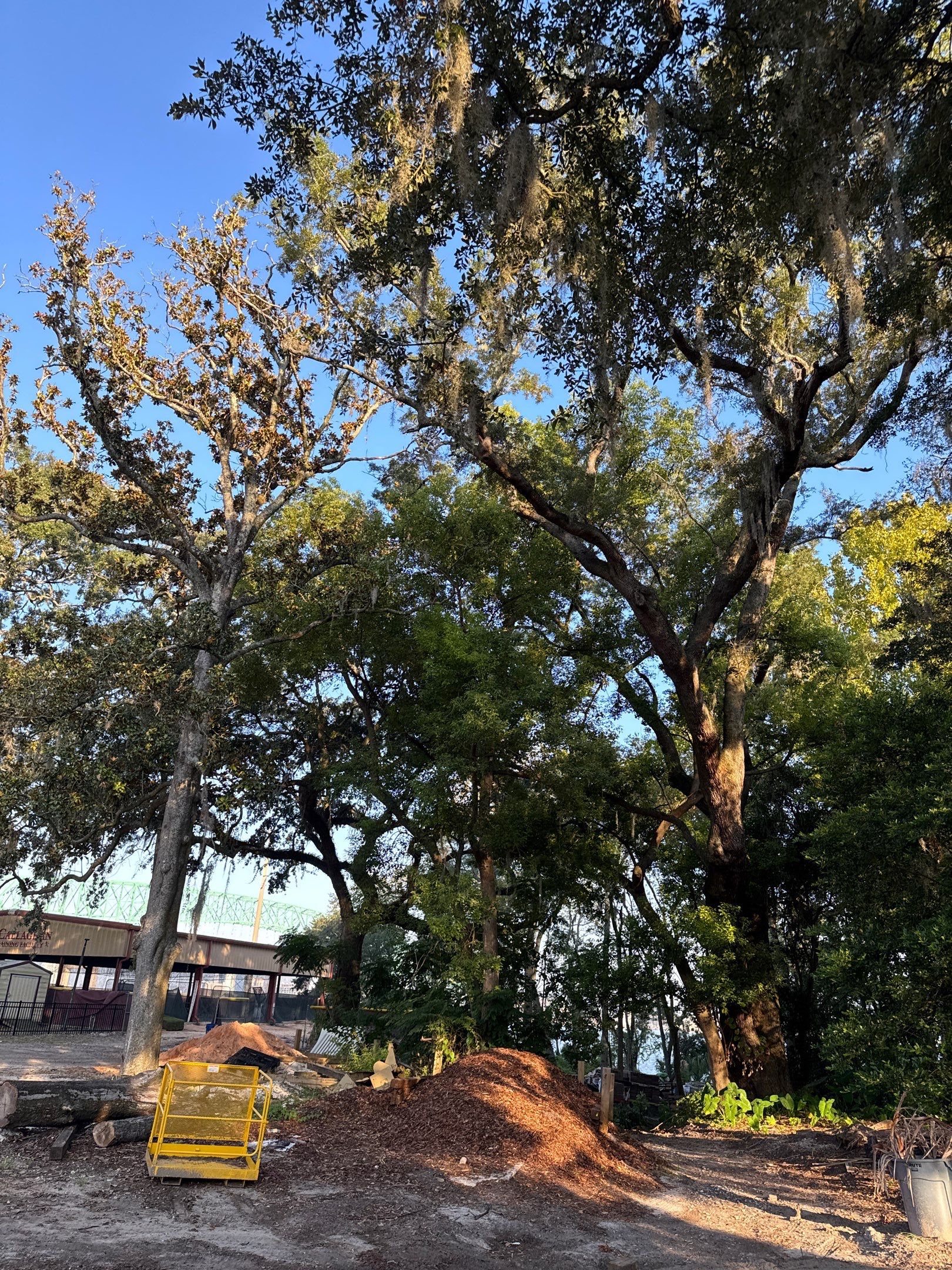 Tree Removal | Episcopal Softball Field by ProGreen Services
