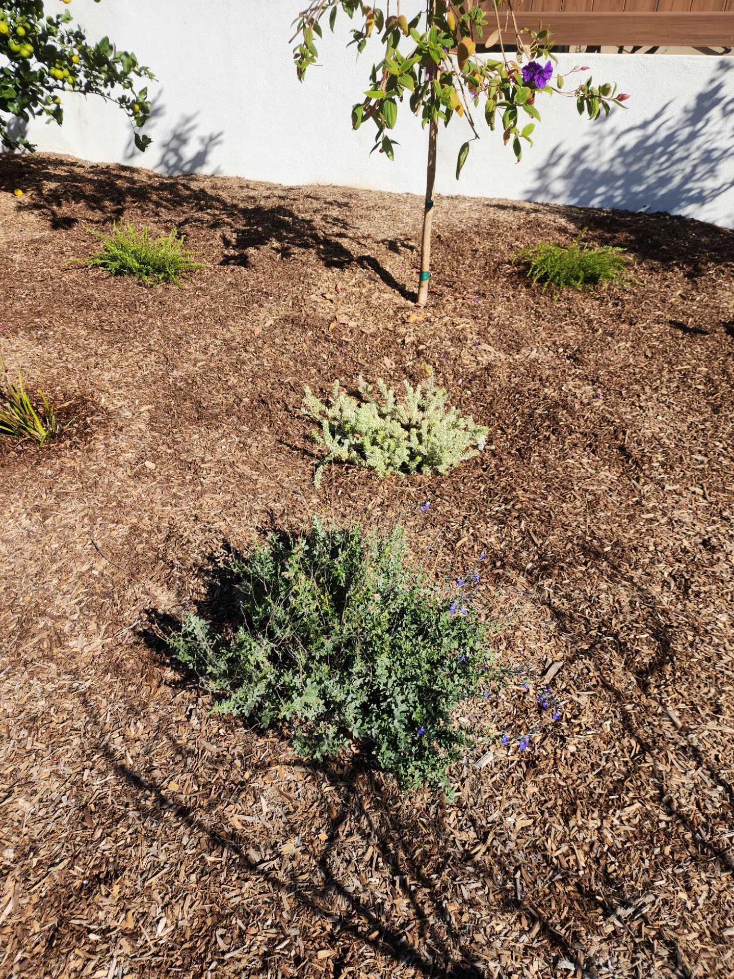 Modern Planting Installation and Low-Maintenance Landscaping in San Diego by Yard Techs