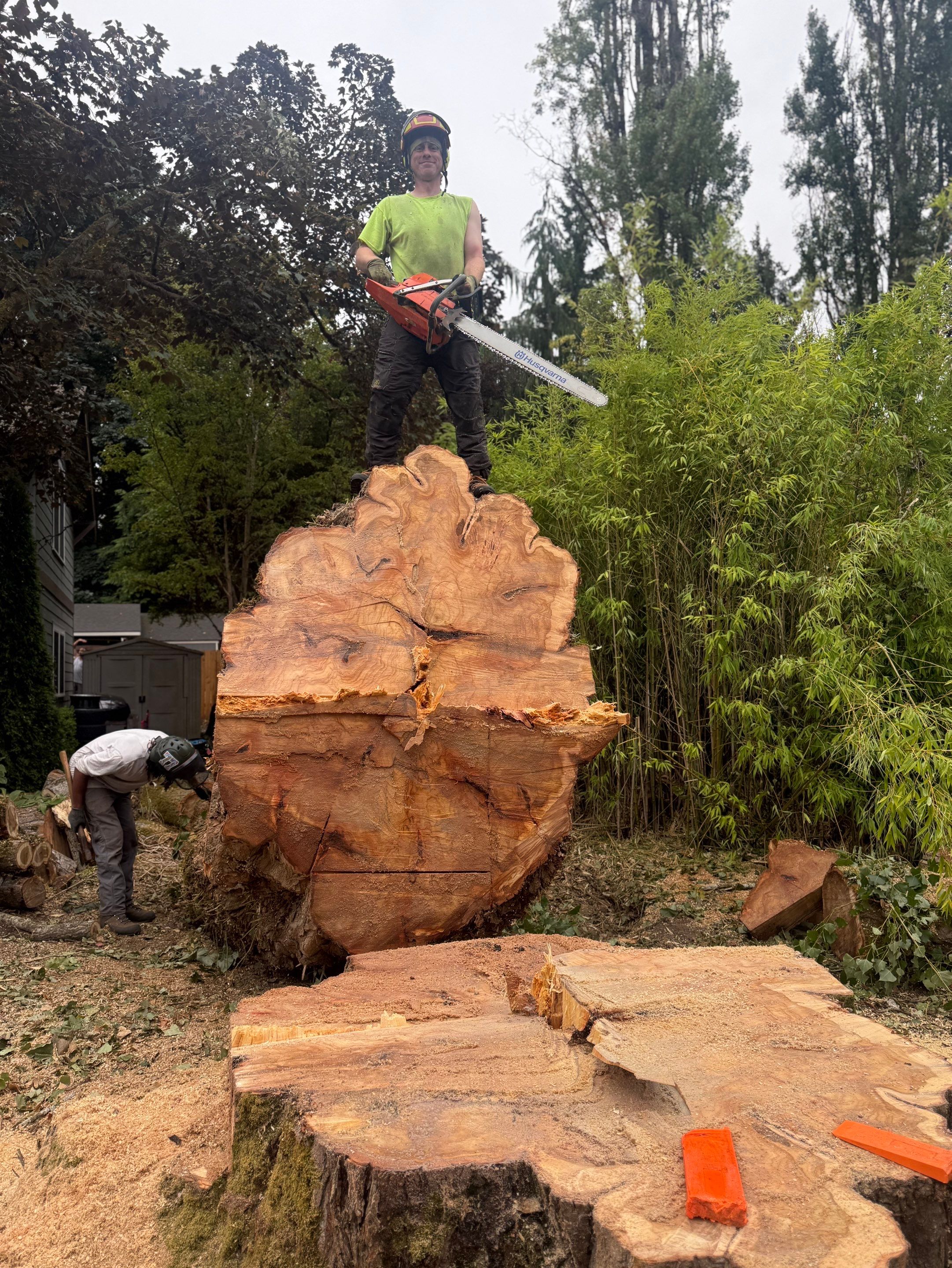 Kirkland Dead and Declining Tree Removal by Sound Tree Care LLC