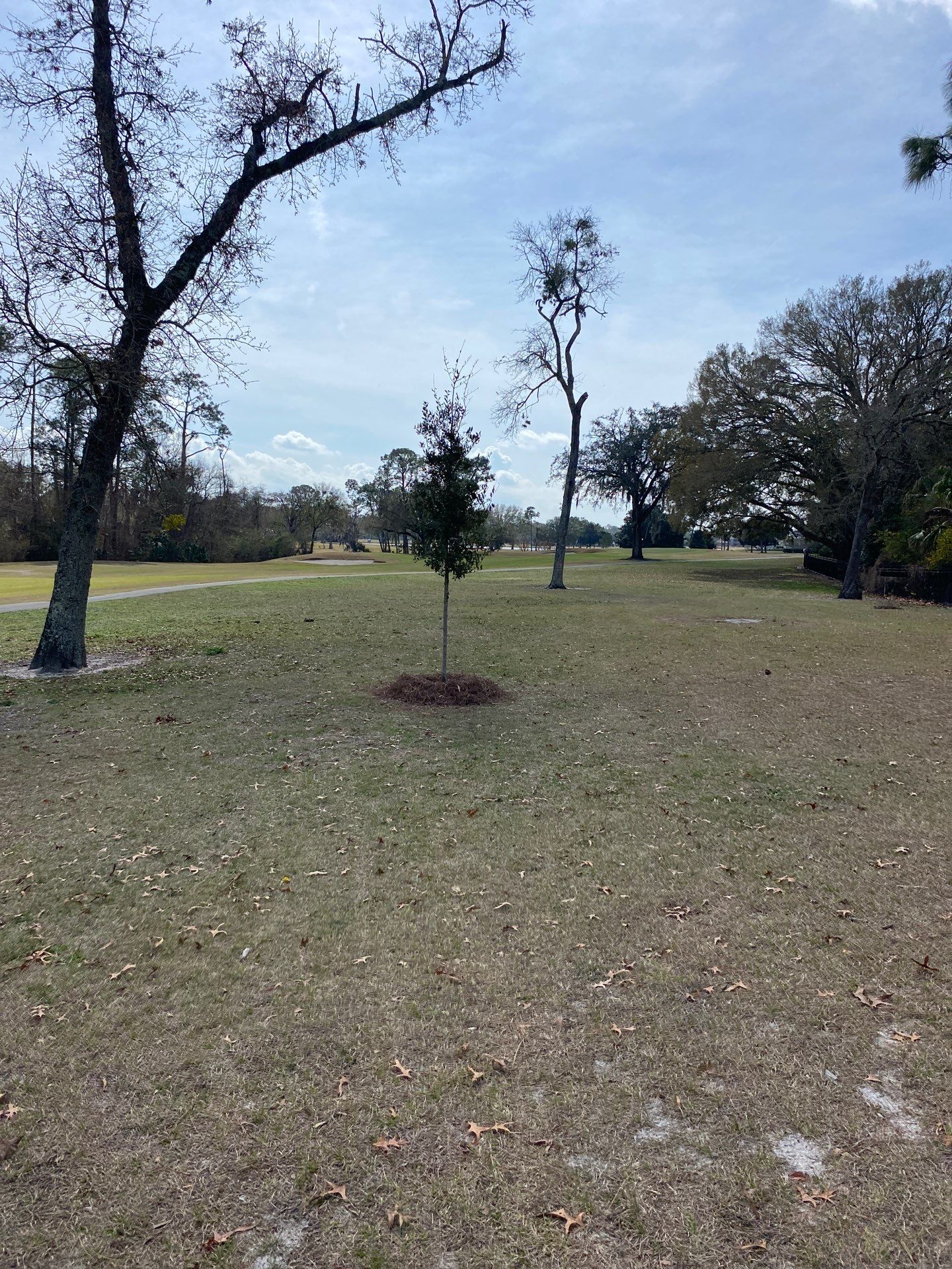 Deerwood Resident | Tree Install by ProGreen Services