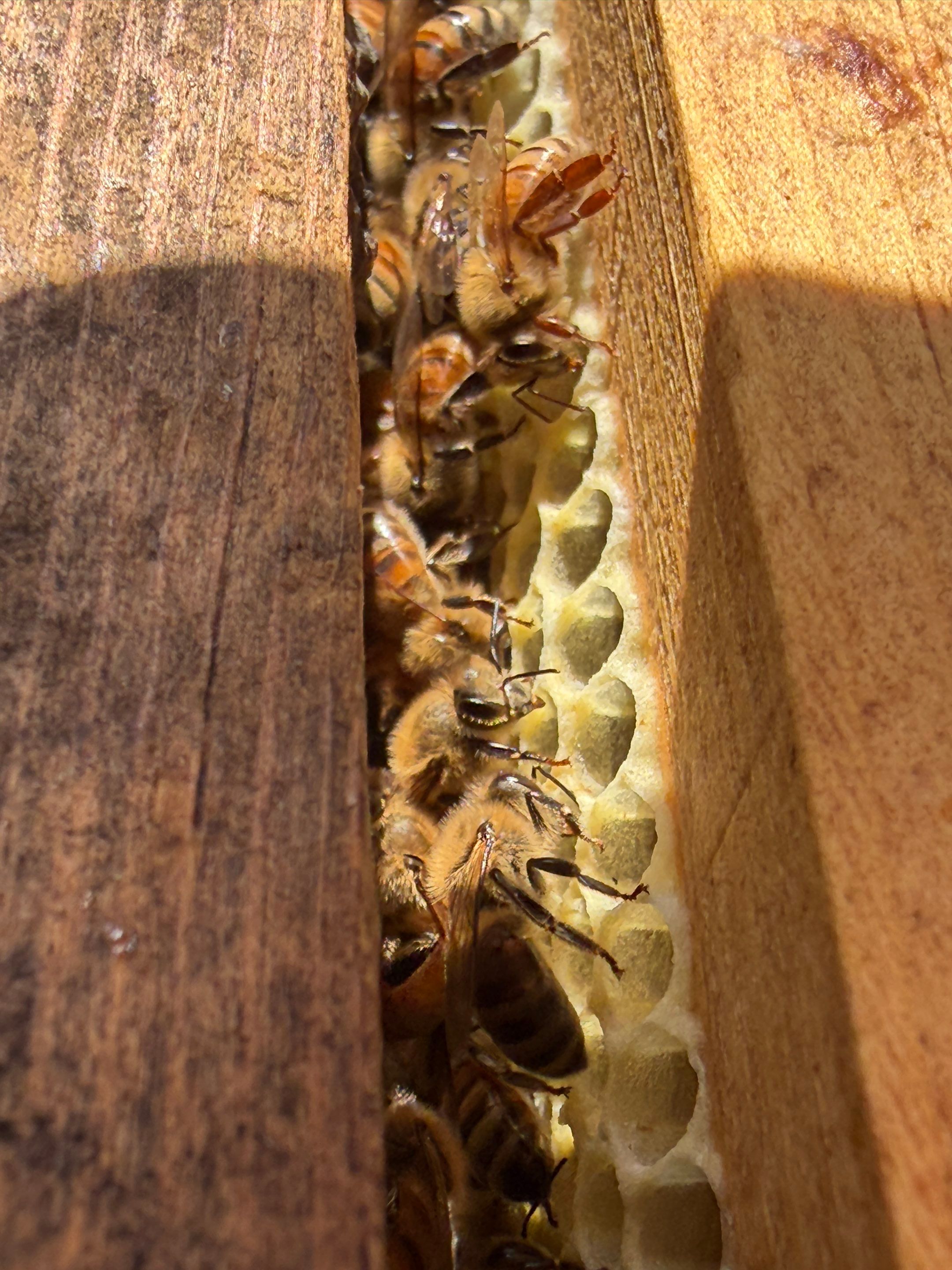 Cavnar Gang-Busters by Rockwall Honey Bee Company