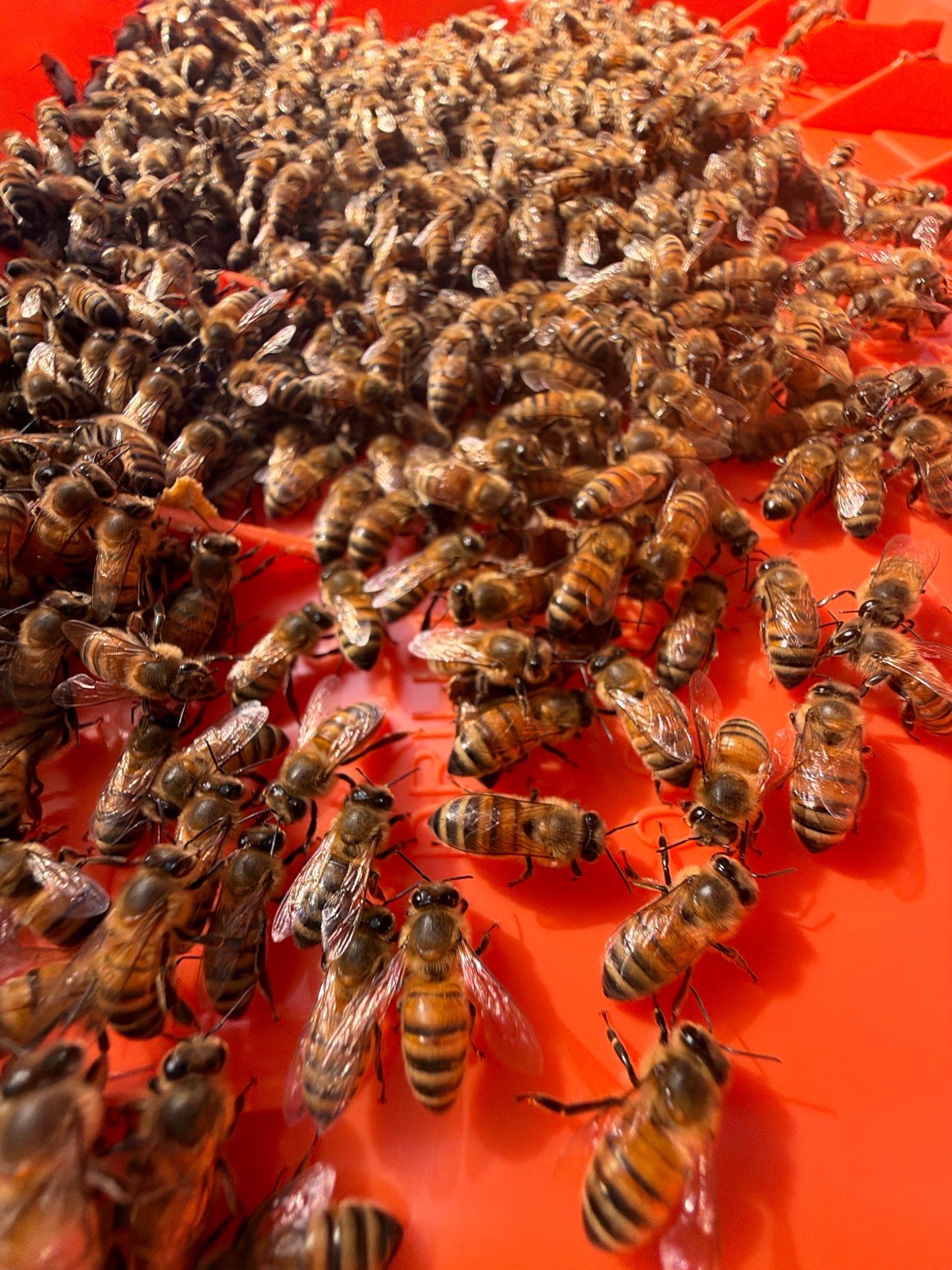 New Beekeeper in Maypearl by Rockwall Honey Bee Company