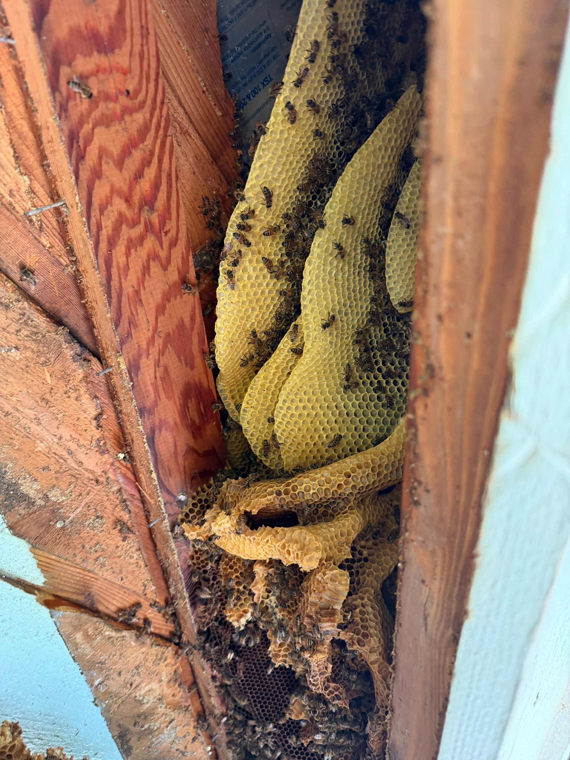 High Peak Bees by Rockwall Honey Bee Company