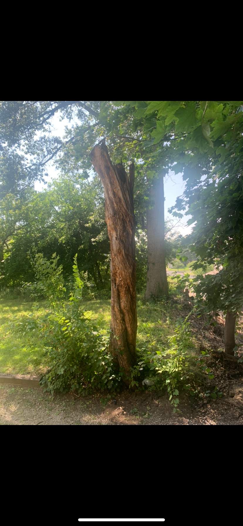 Tree Trimming using Tree Pruing by Mike Jones & Sons Tree Service LLC 