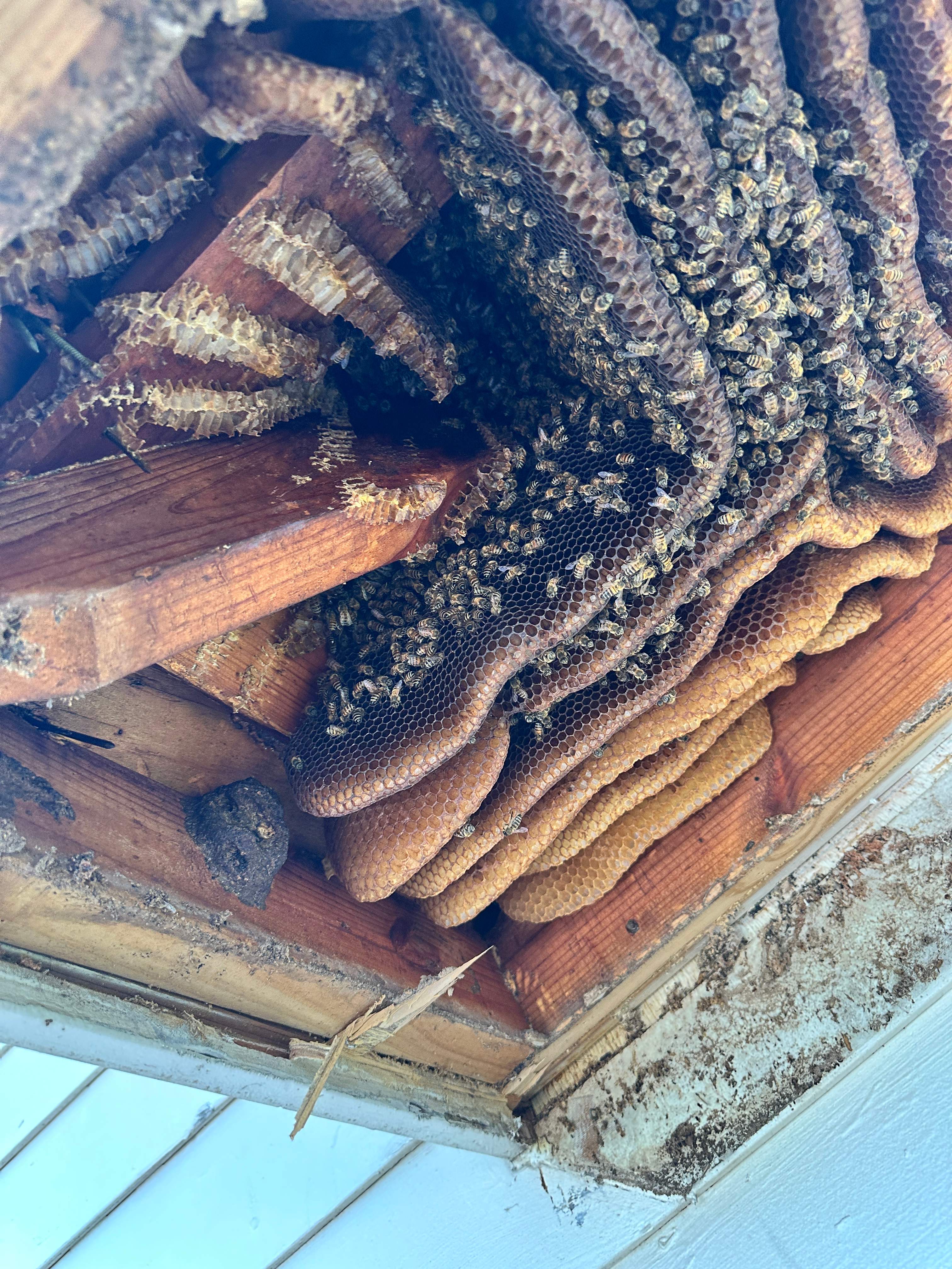 Last of 2025 by Rockwall Honey Bee Company