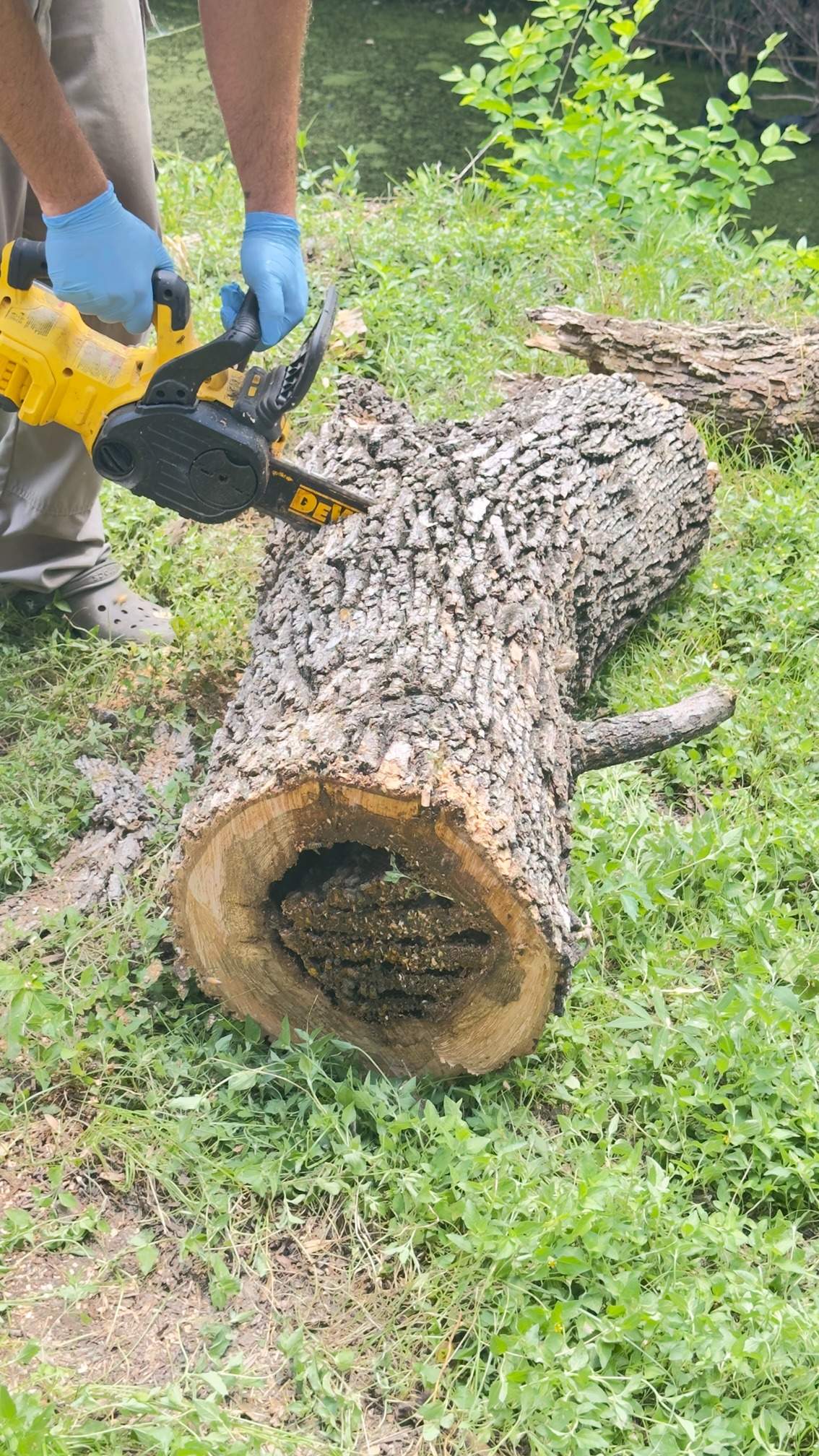 Two Trees One Yard by Rockwall Honey Bee Company