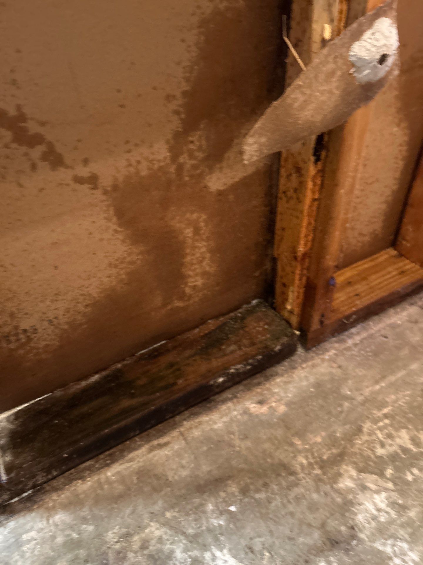 Black Mold Removal In Venice Florida by Ampm Restoration Services