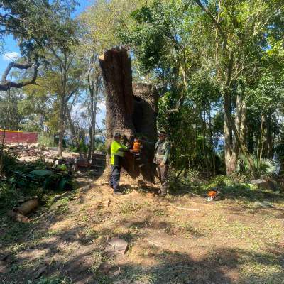 Tree Removal | Episcopal Softball Field