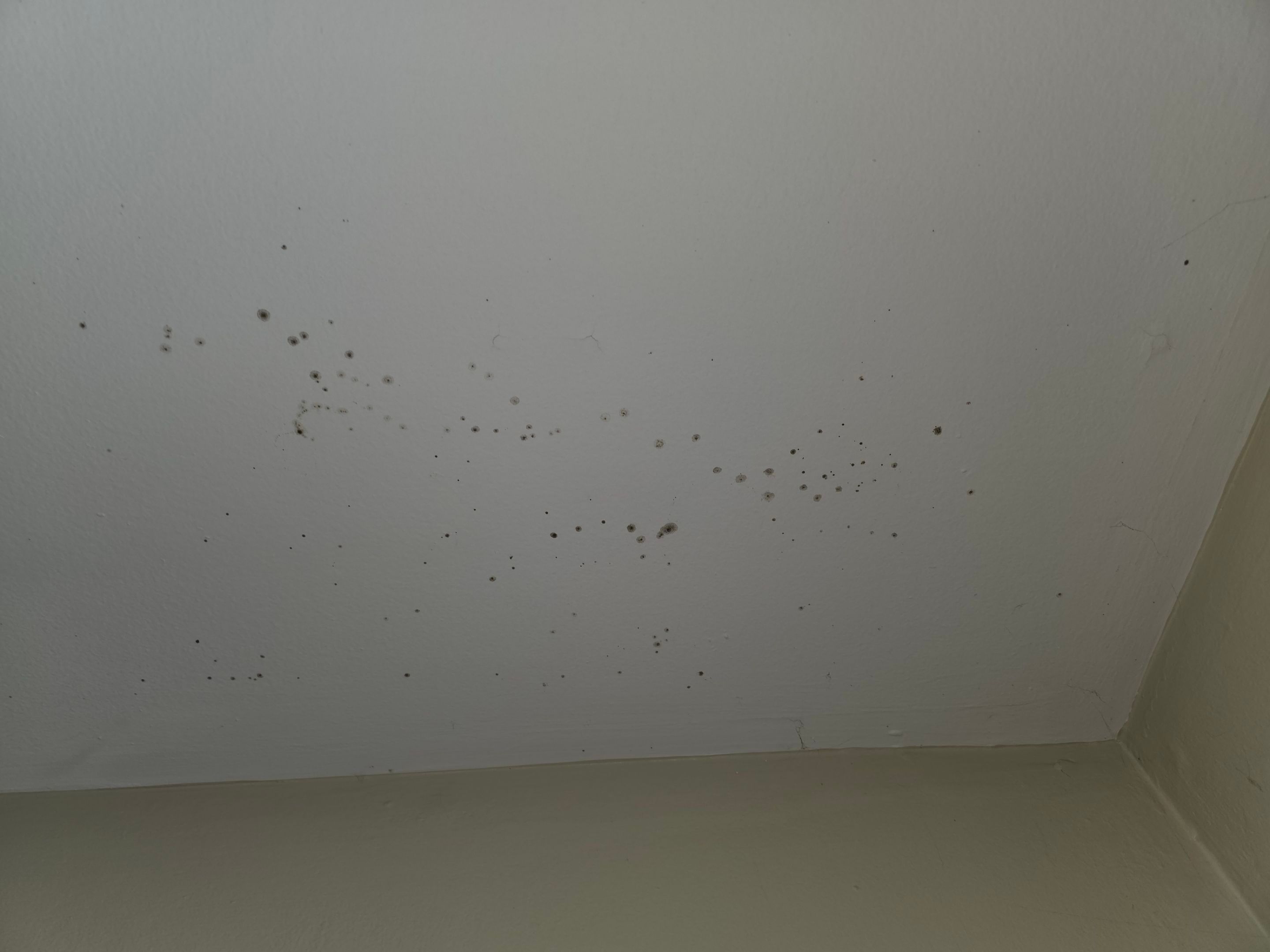Bathroom Mold by Chicagoland Water Medics