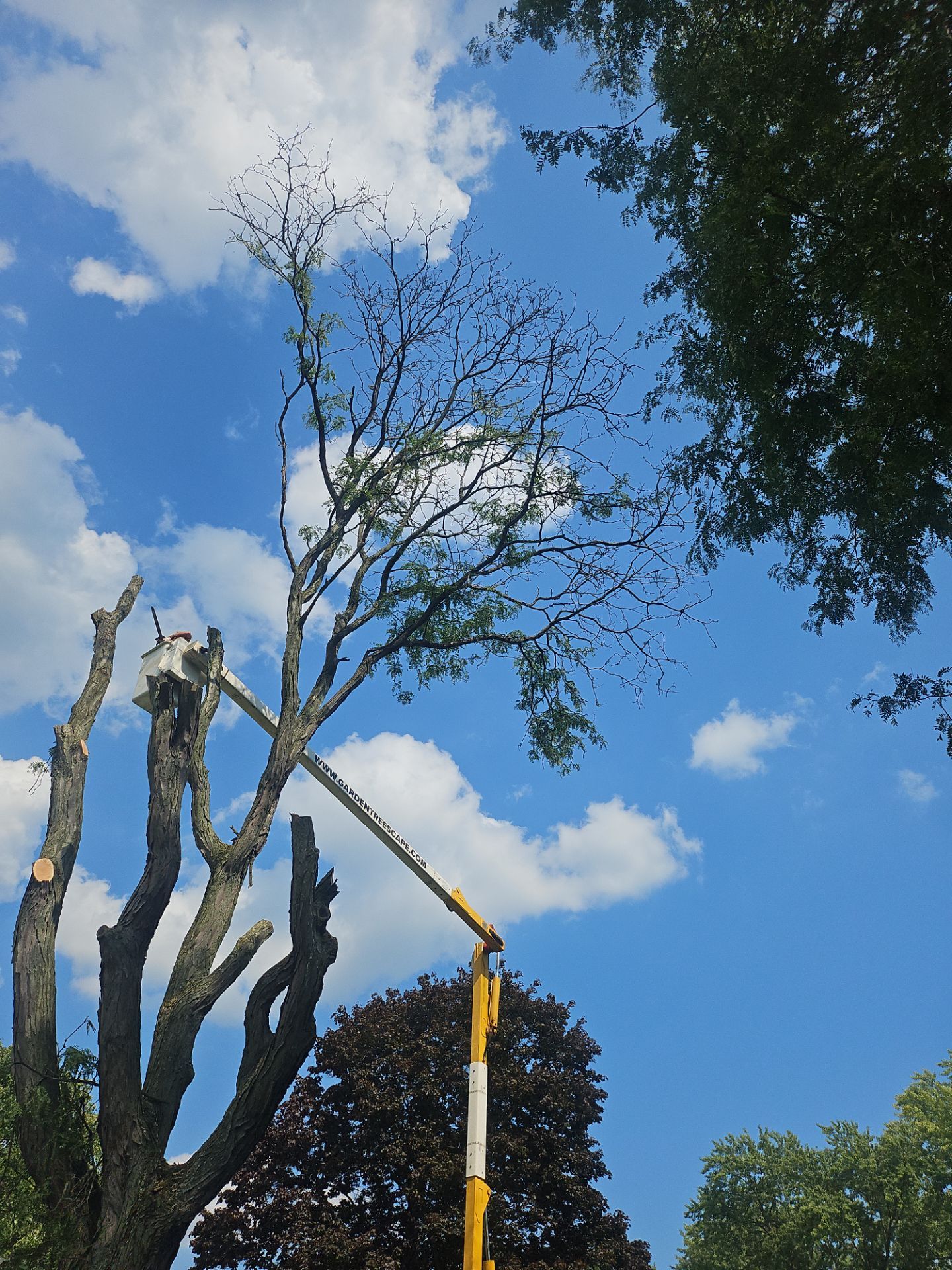 Tree Removal using Tree Removal by Mike Jones & Sons Tree Service LLC 