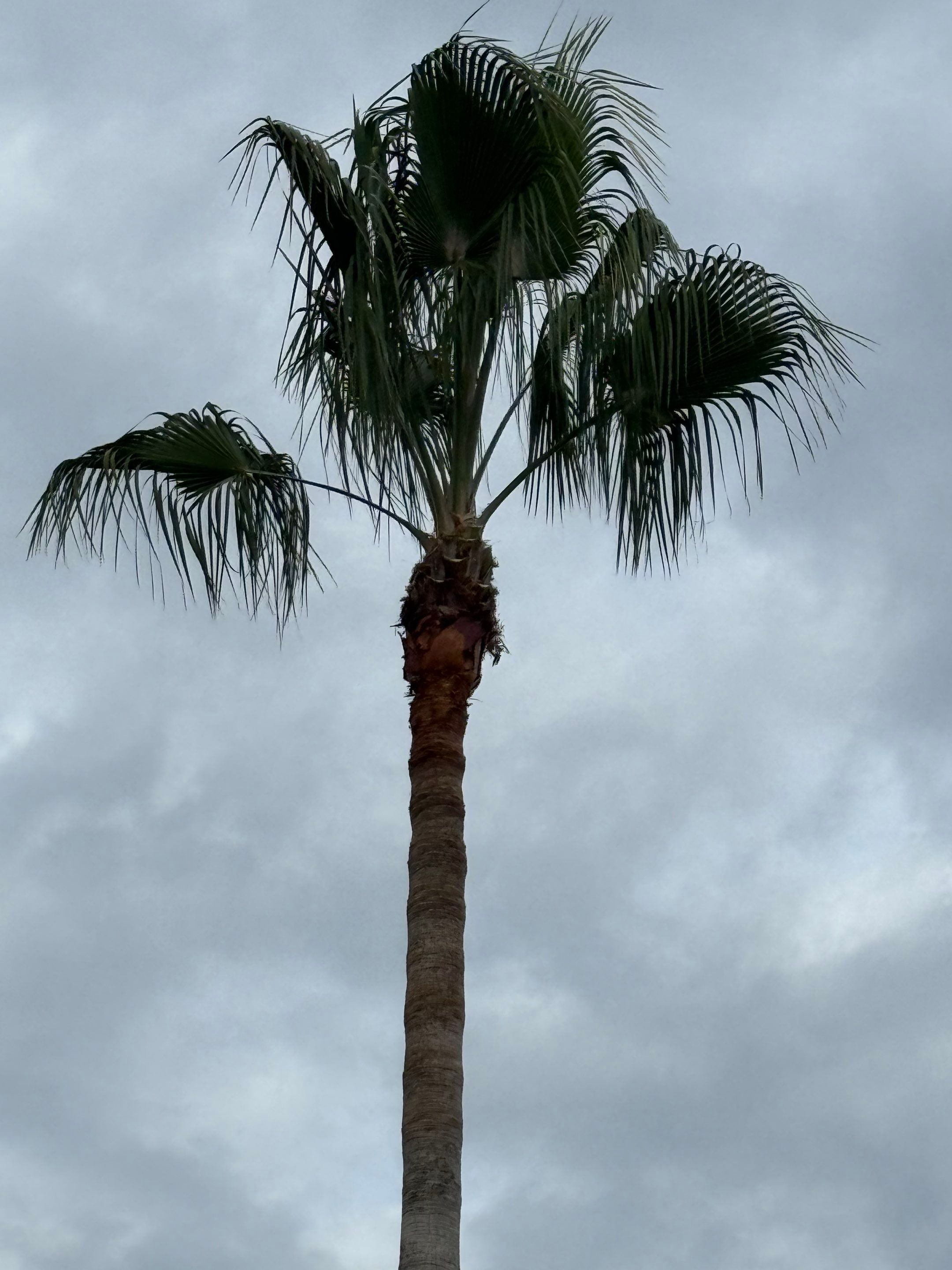 Volunteer Work | Episcopal High School of Jacksonville by ProGreen Services