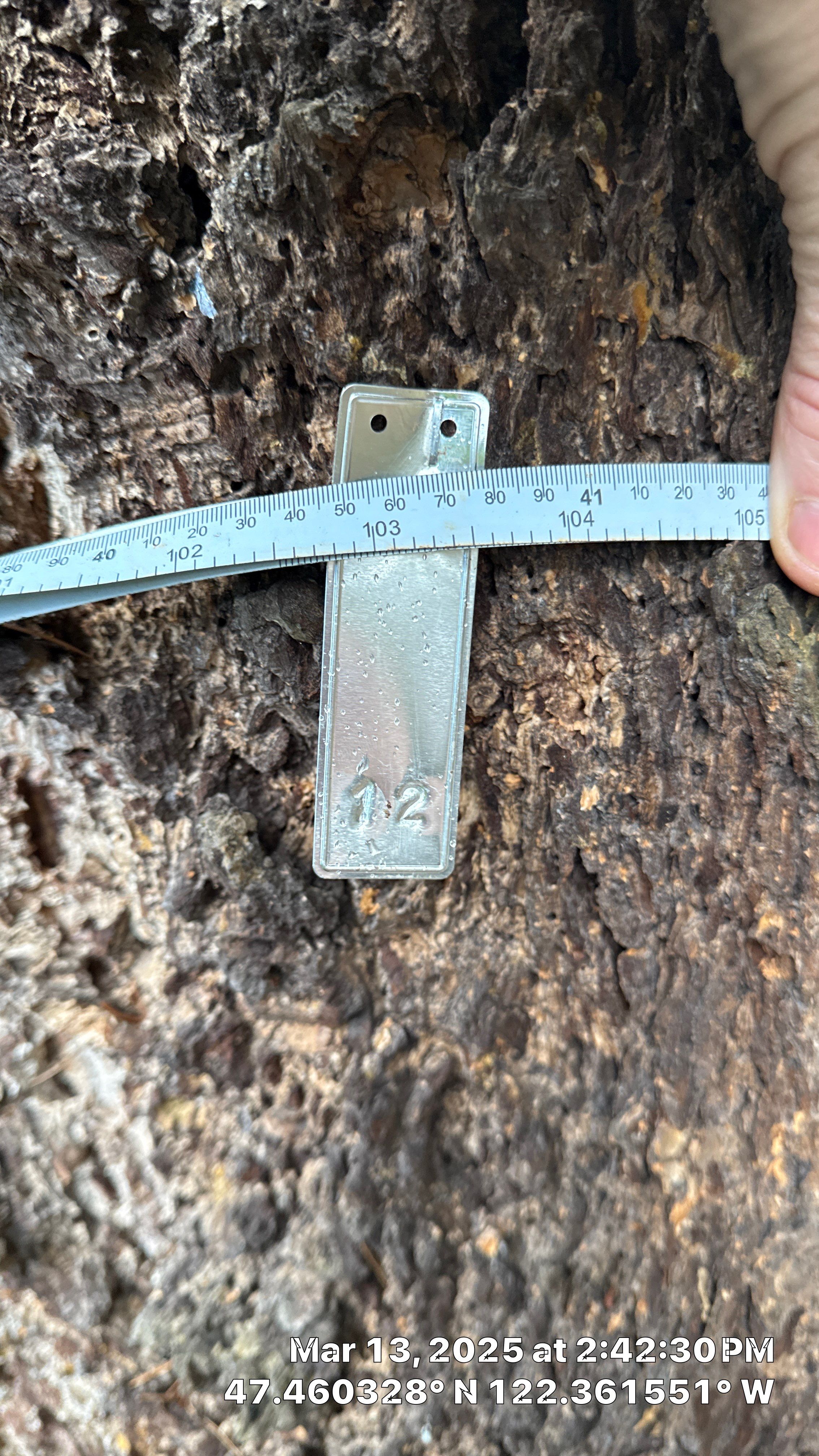 π Arborist Reporting & Tree Surveying β Code Compliance Project by Sound Tree Care LLC