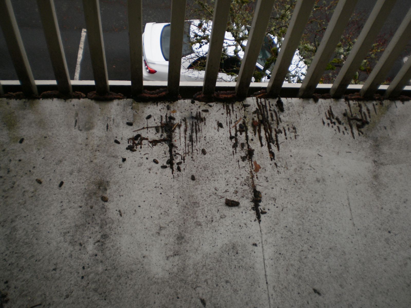 Deck Remove /Repair/Install by Construction Now LLC