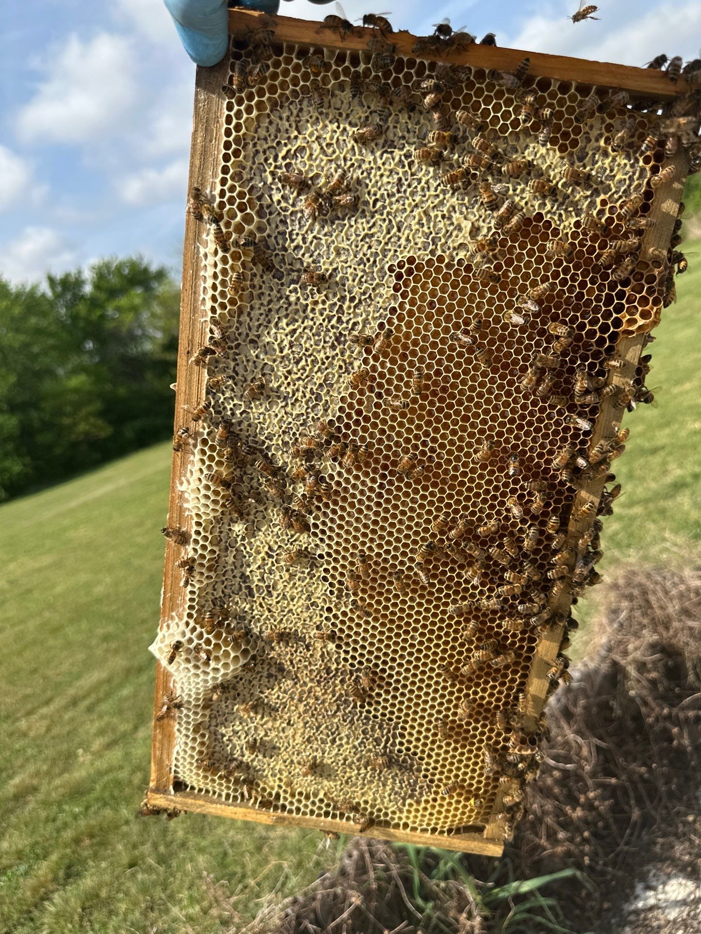 Bees at the Bank! by Rockwall Honey Bee Company