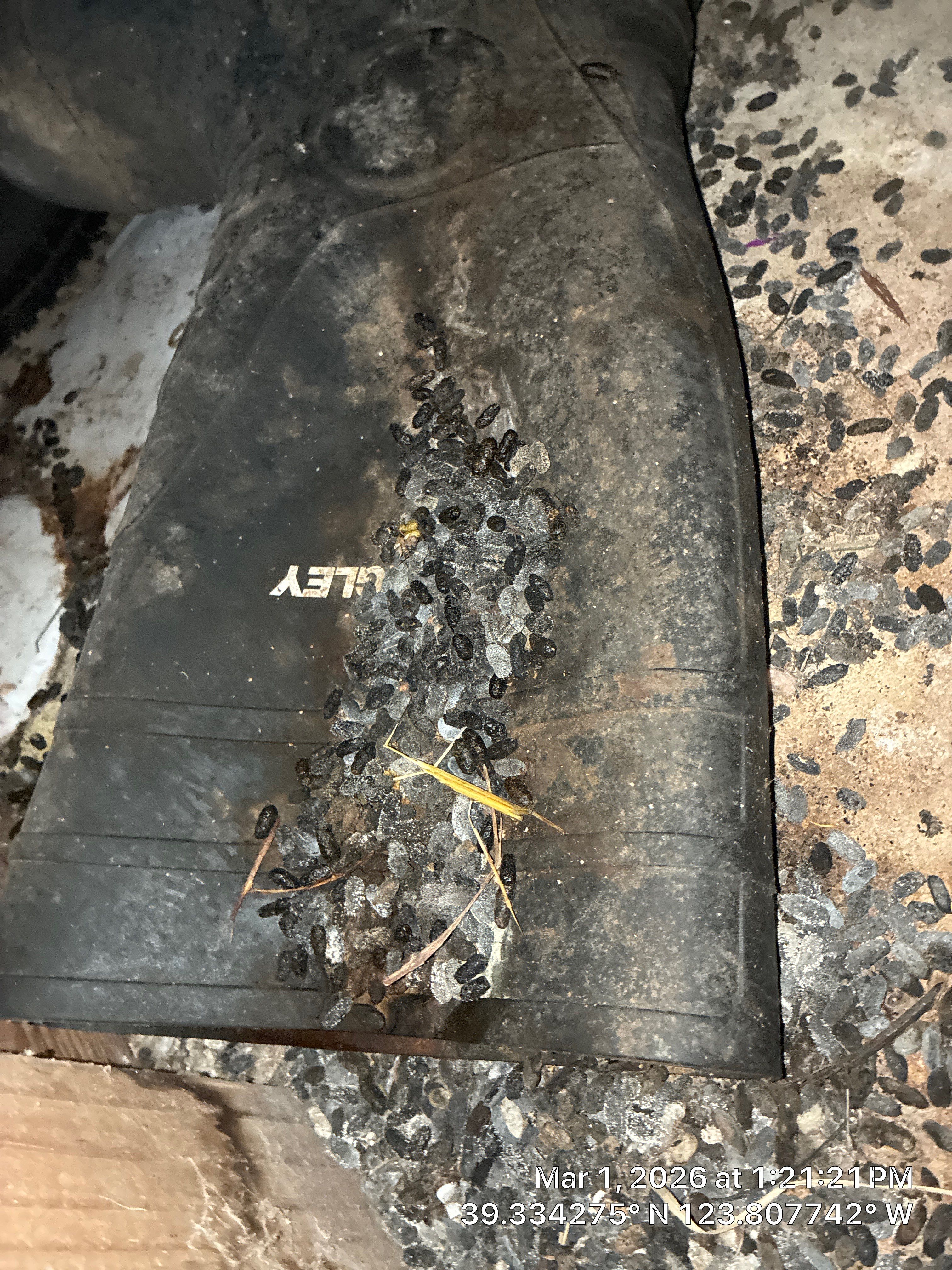 Project in Mendocino by 911 Hazmat Cleanup 