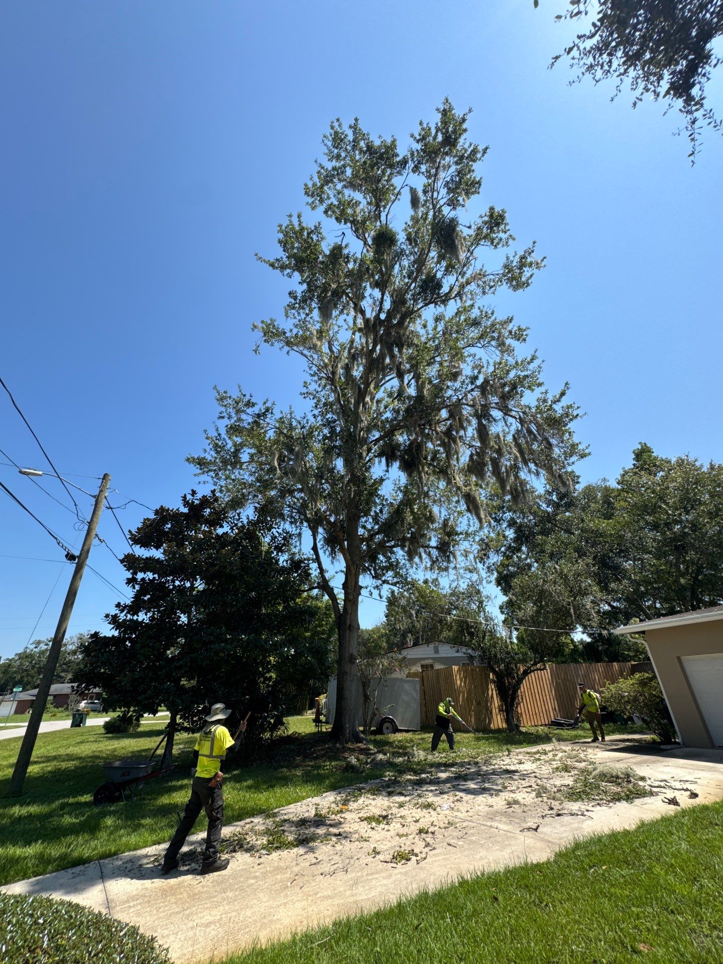 Residential | Tree Trimming  by ProGreen Services
