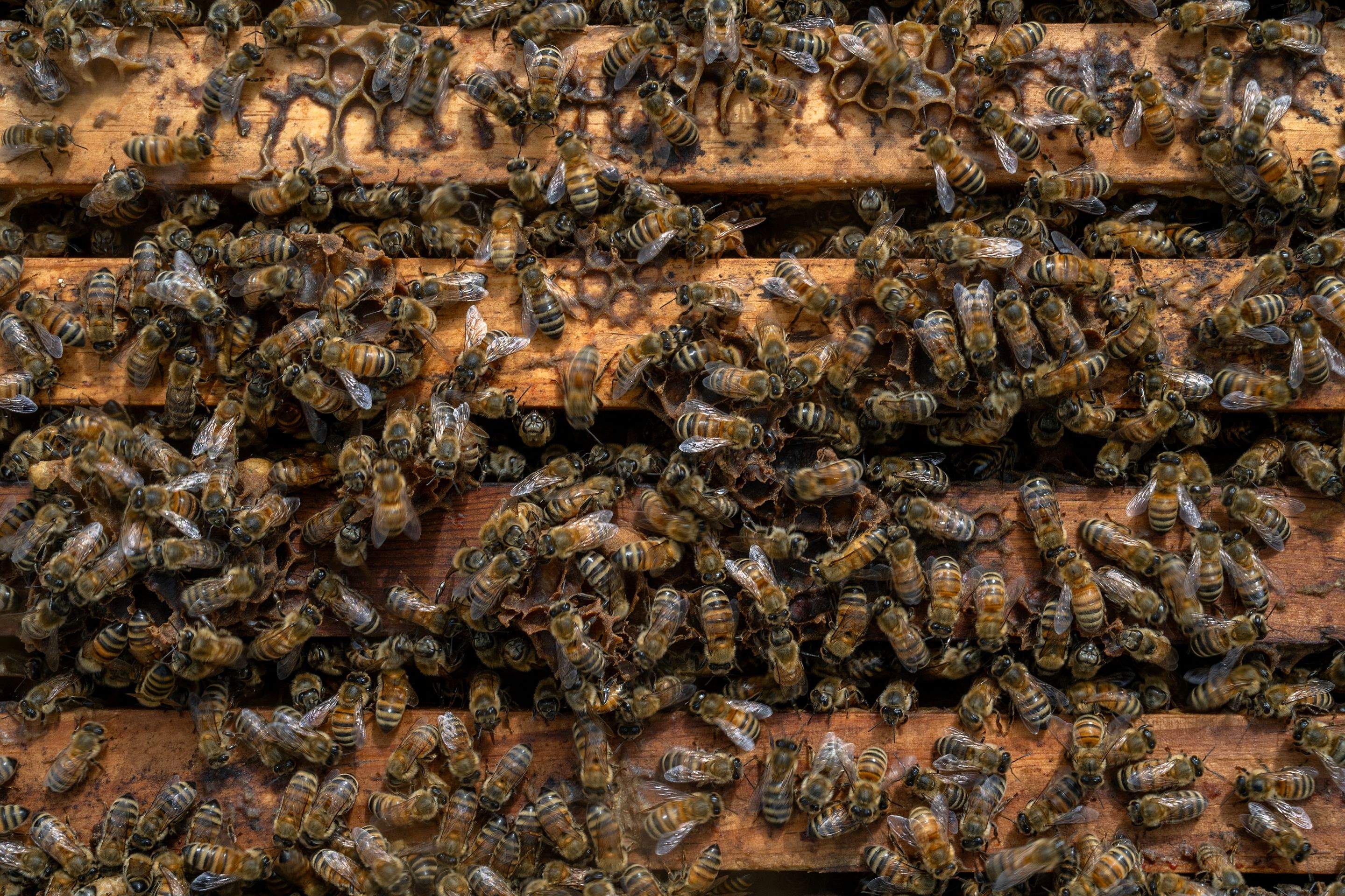 Splits in East Texas by Rockwall Honey Bee Company