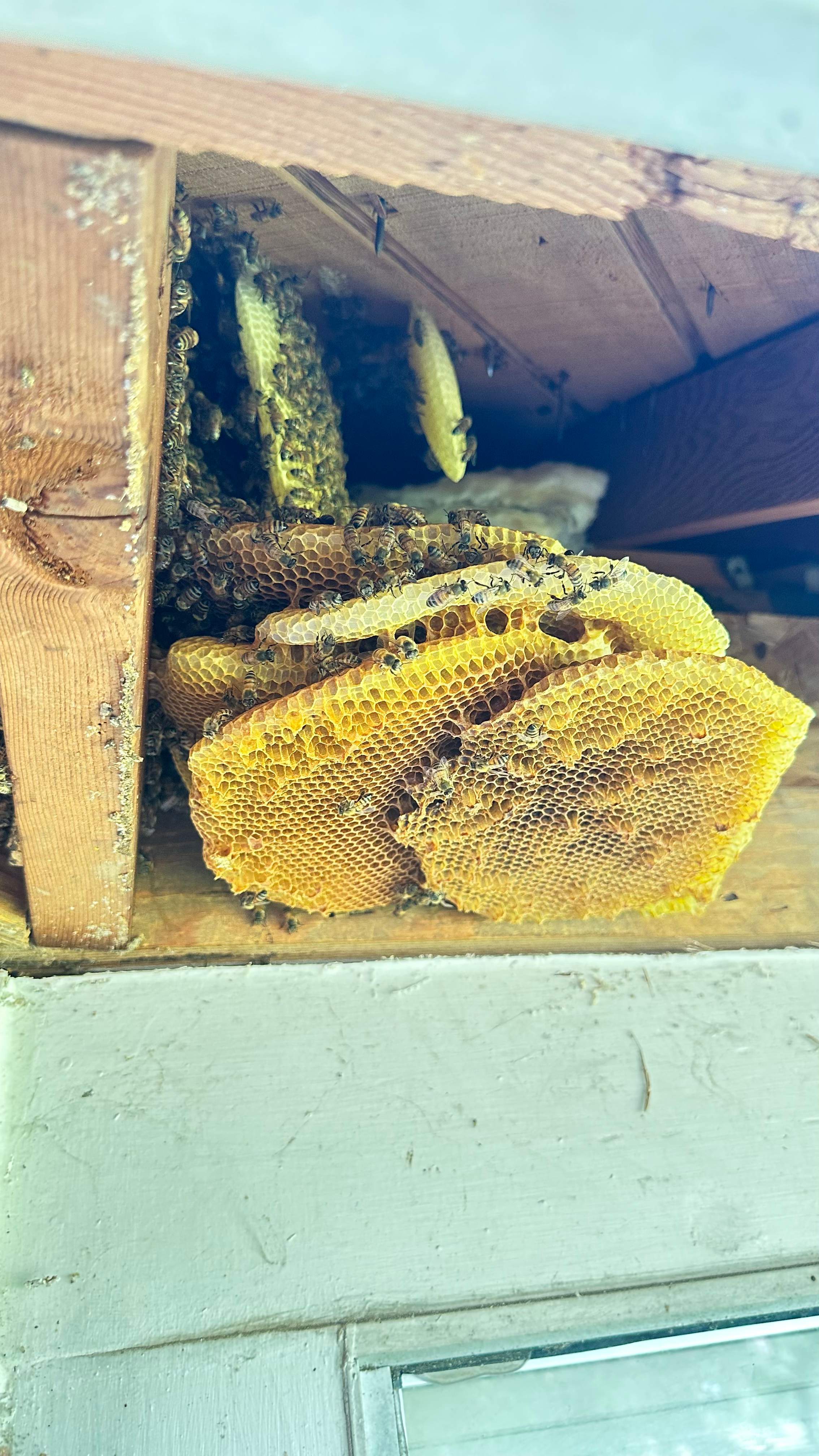 Golf Couse by Rockwall Honey Bee Company