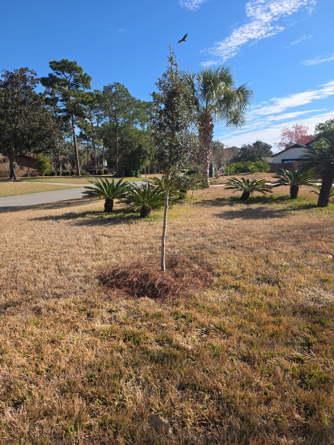 Deerwood Resident | Tree Install by ProGreen Services