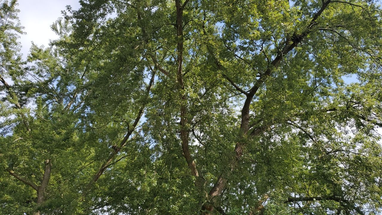 Tree Removal by Mike Jones & Sons Tree Service LLC 
