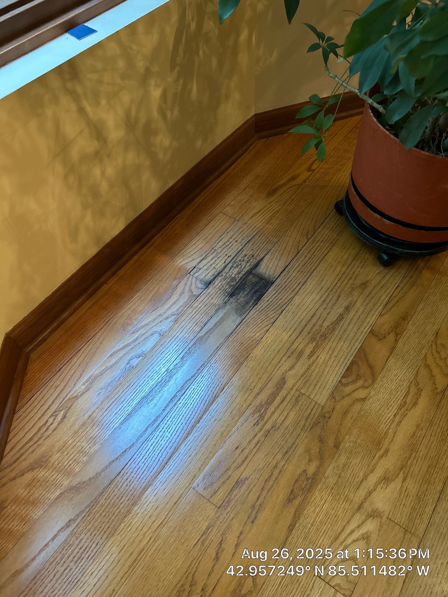 We FIX Water Damage! by RTBaldwin Hardwood Floors