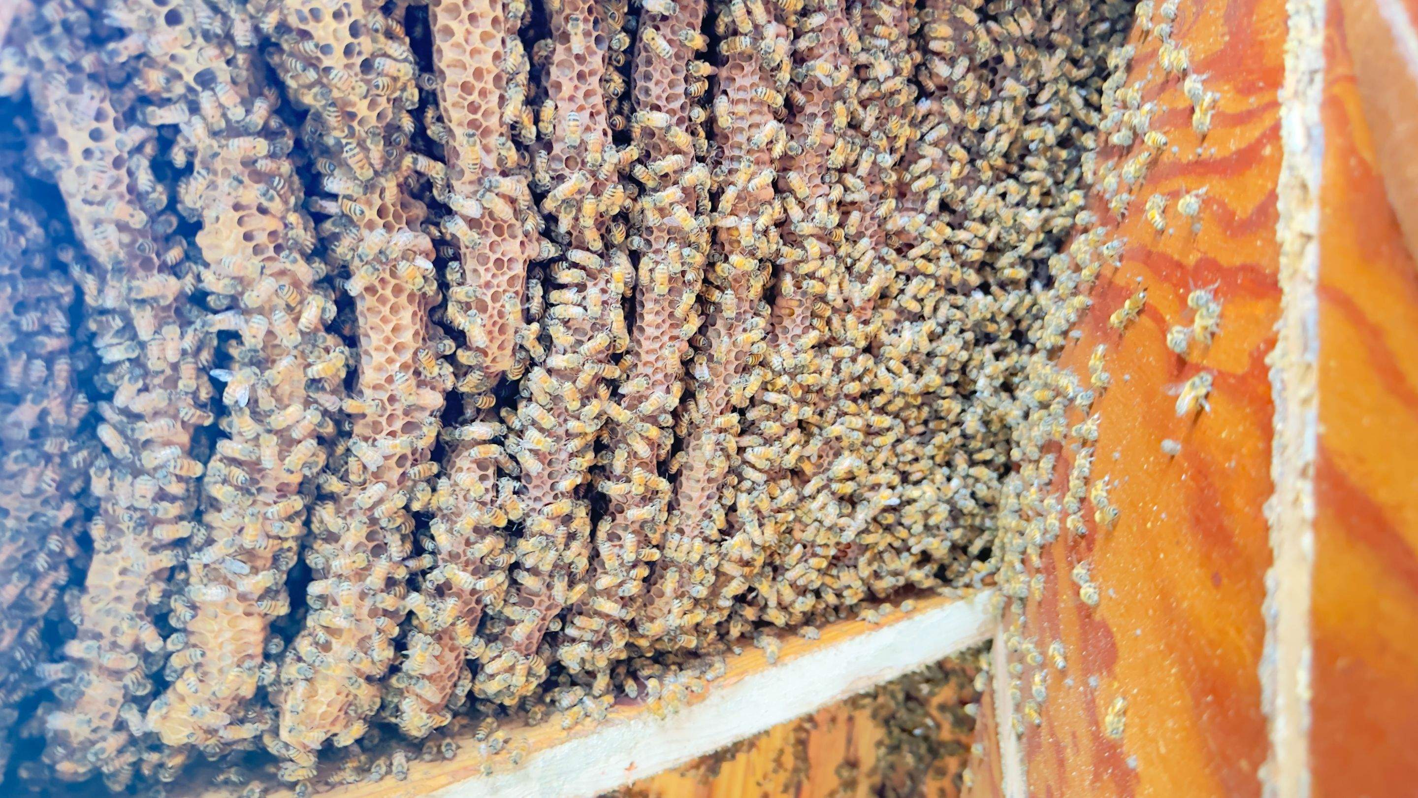 Old Faithful by Rockwall Honey Bee Company