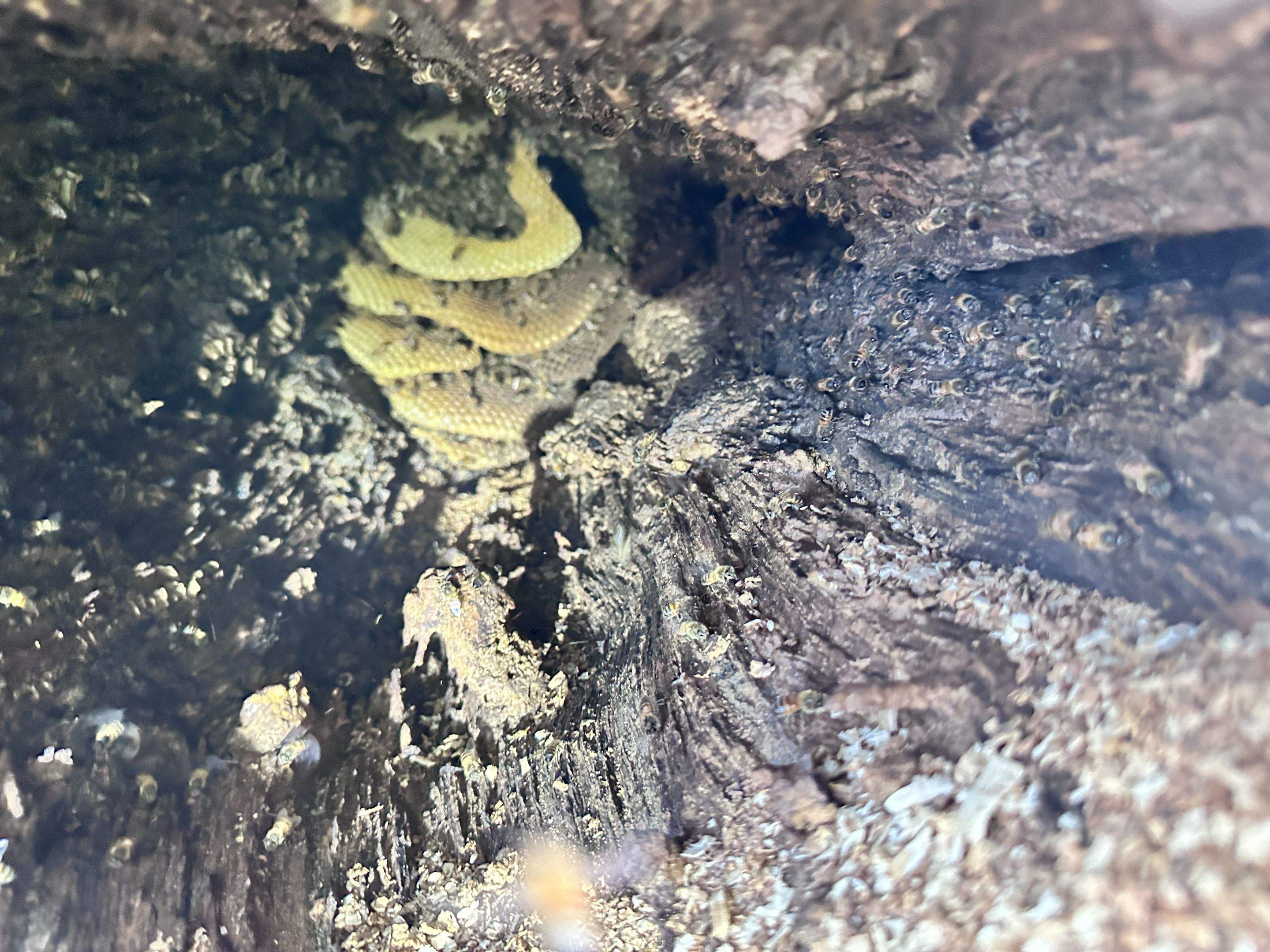 Wina-tree-go by Rockwall Honey Bee Company