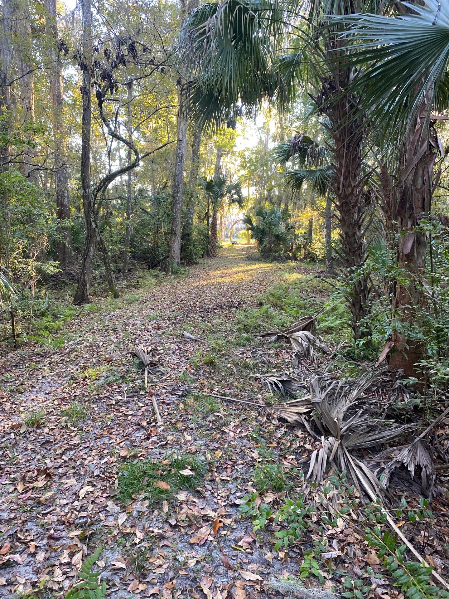 Deerwood Resident | Extreme Clean Up by ProGreen Services