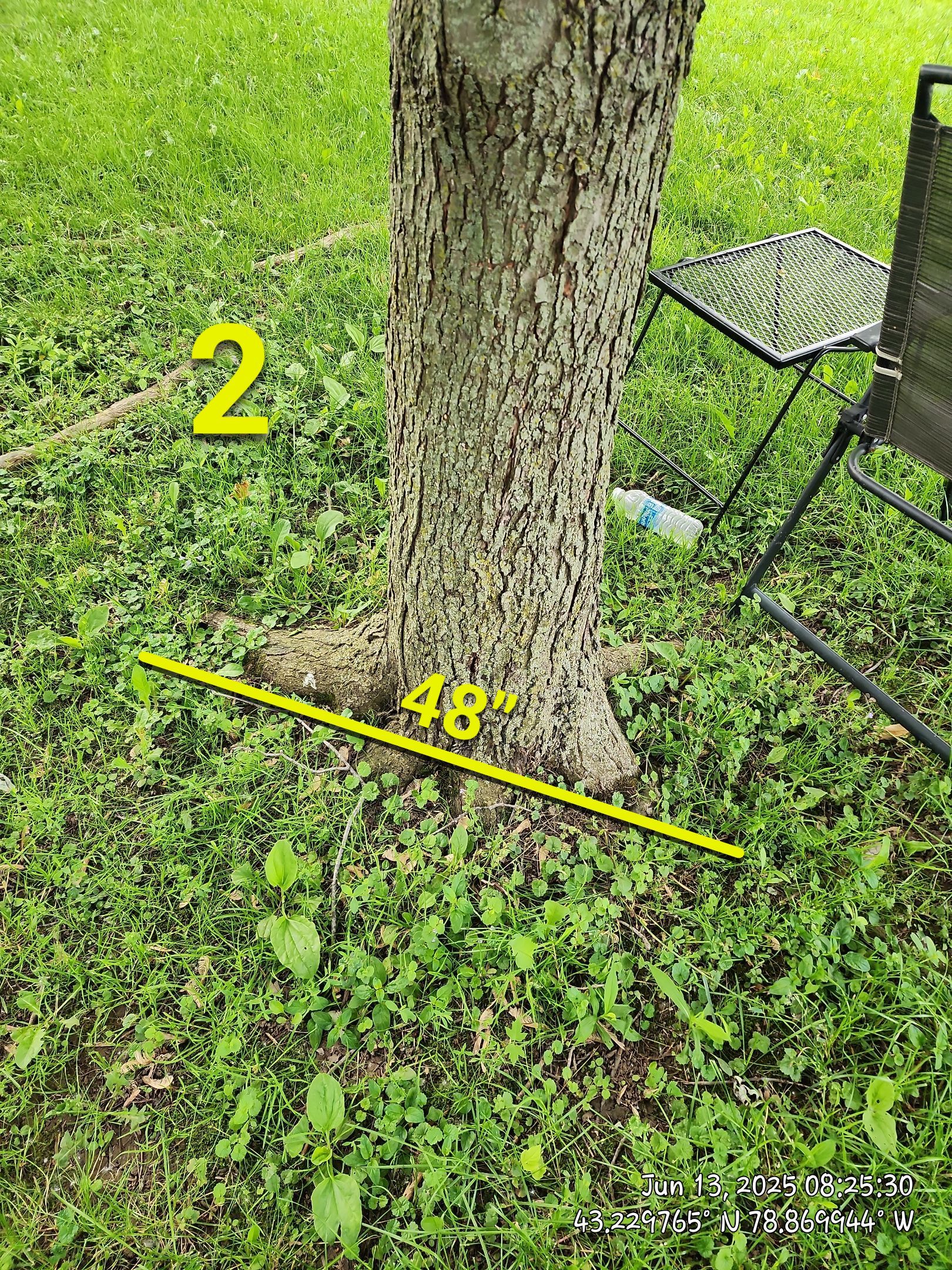 Removal for Future Projects  by Treeman Tom LLC